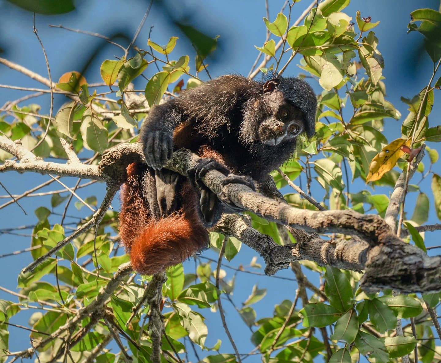 Unbothered by the boat, completely at home in the canopy. A black-furred monkey with a russet lower body clings to a tree branch in the forest canopy, looking directly at the camera during an amazon river cruise brazil wildlife excursion