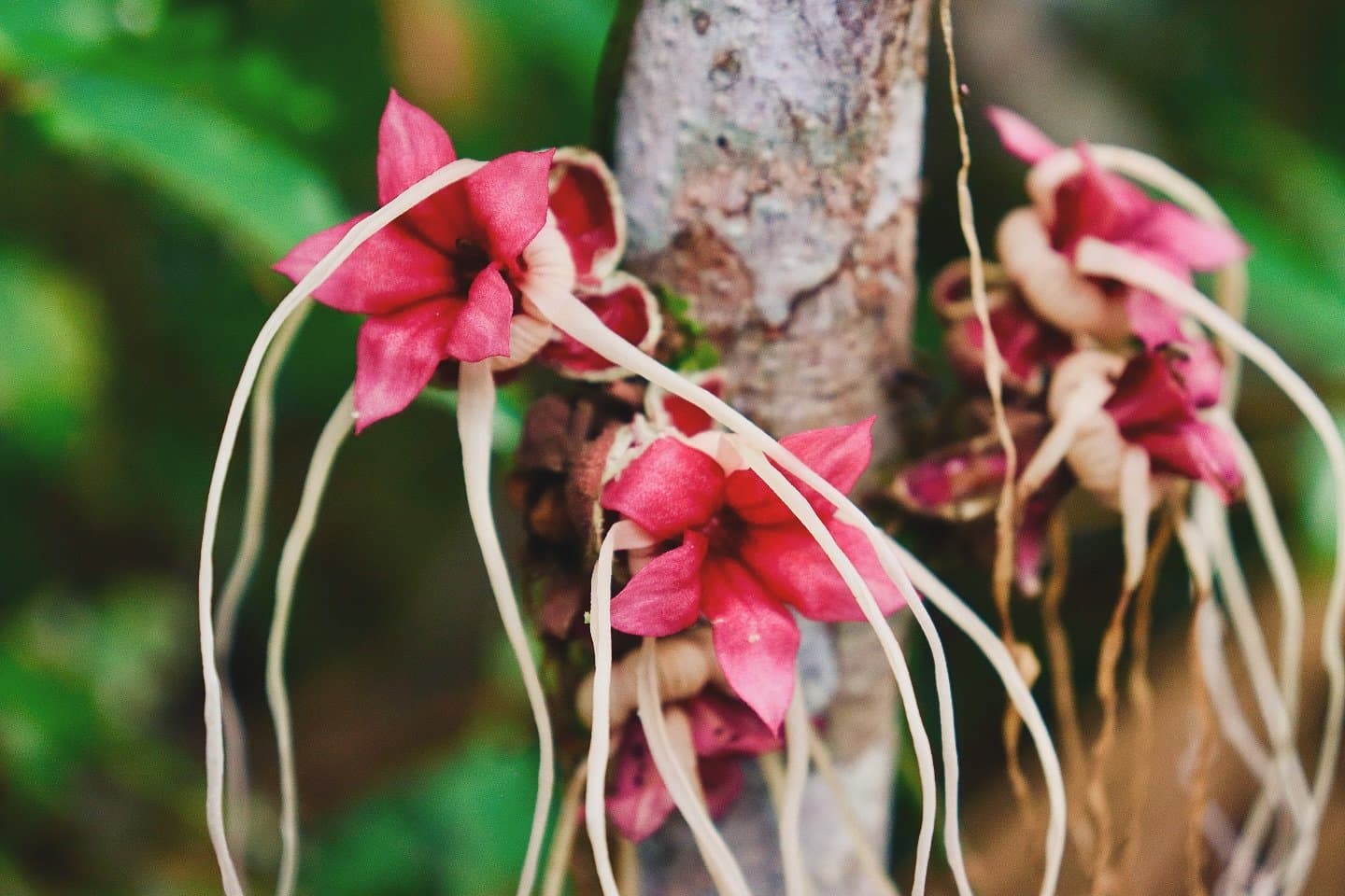 The trunk is doing the most, and honestly, fair enough. Close-up of deep pink cauliflorous flowers with long pale trailing filaments blooming directly from a tree trunk in the Amazon rainforest, spotted on an amazon river cruise in Brazil