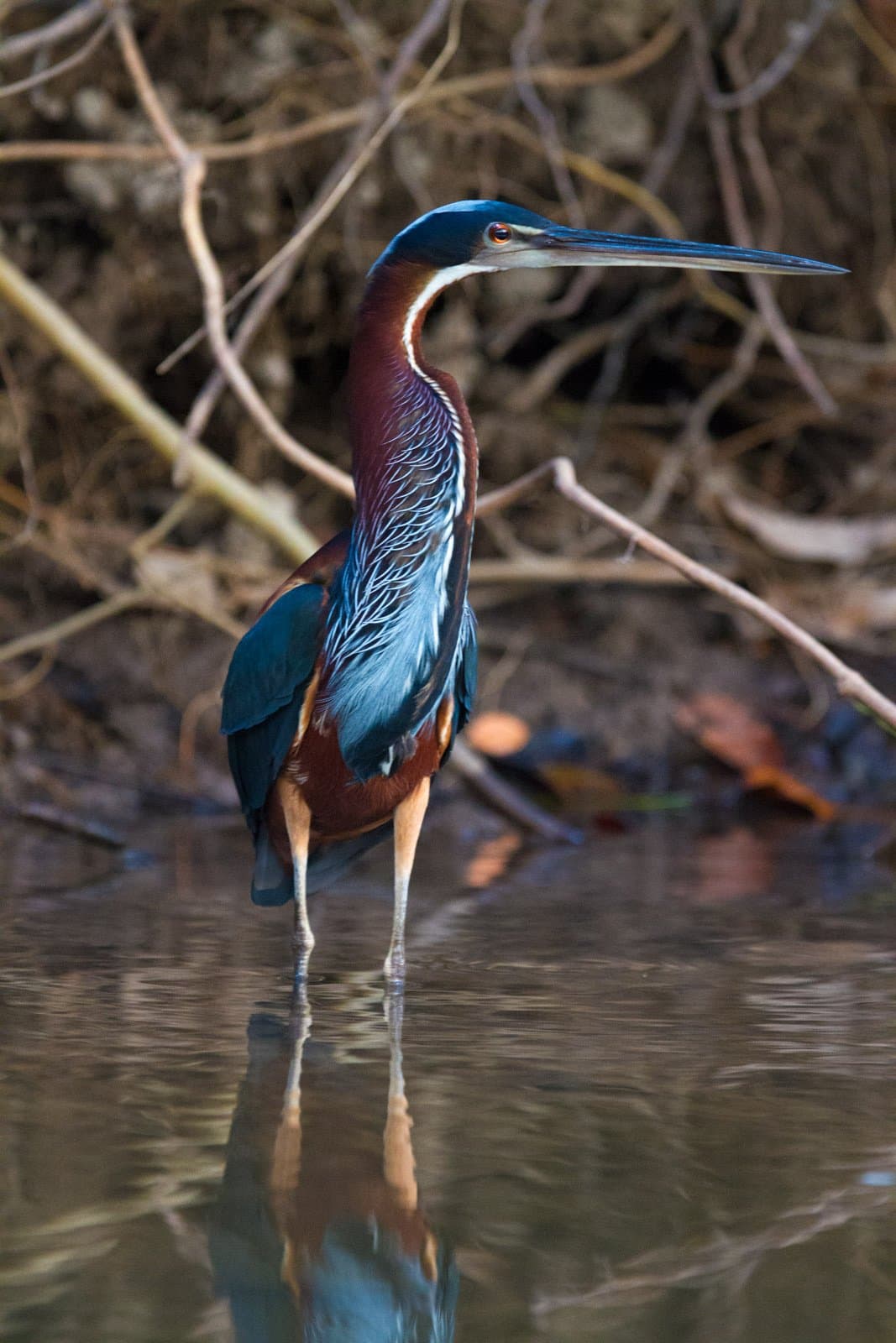 Dressed better than anyone at the party, and it knows it. Photo: Jorge Lopes An agami heron with deep chestnut and iridescent blue plumage stands still in shallow water during birdwatching in the Amazon rainforest, its reflection mirrored on the calm surface below