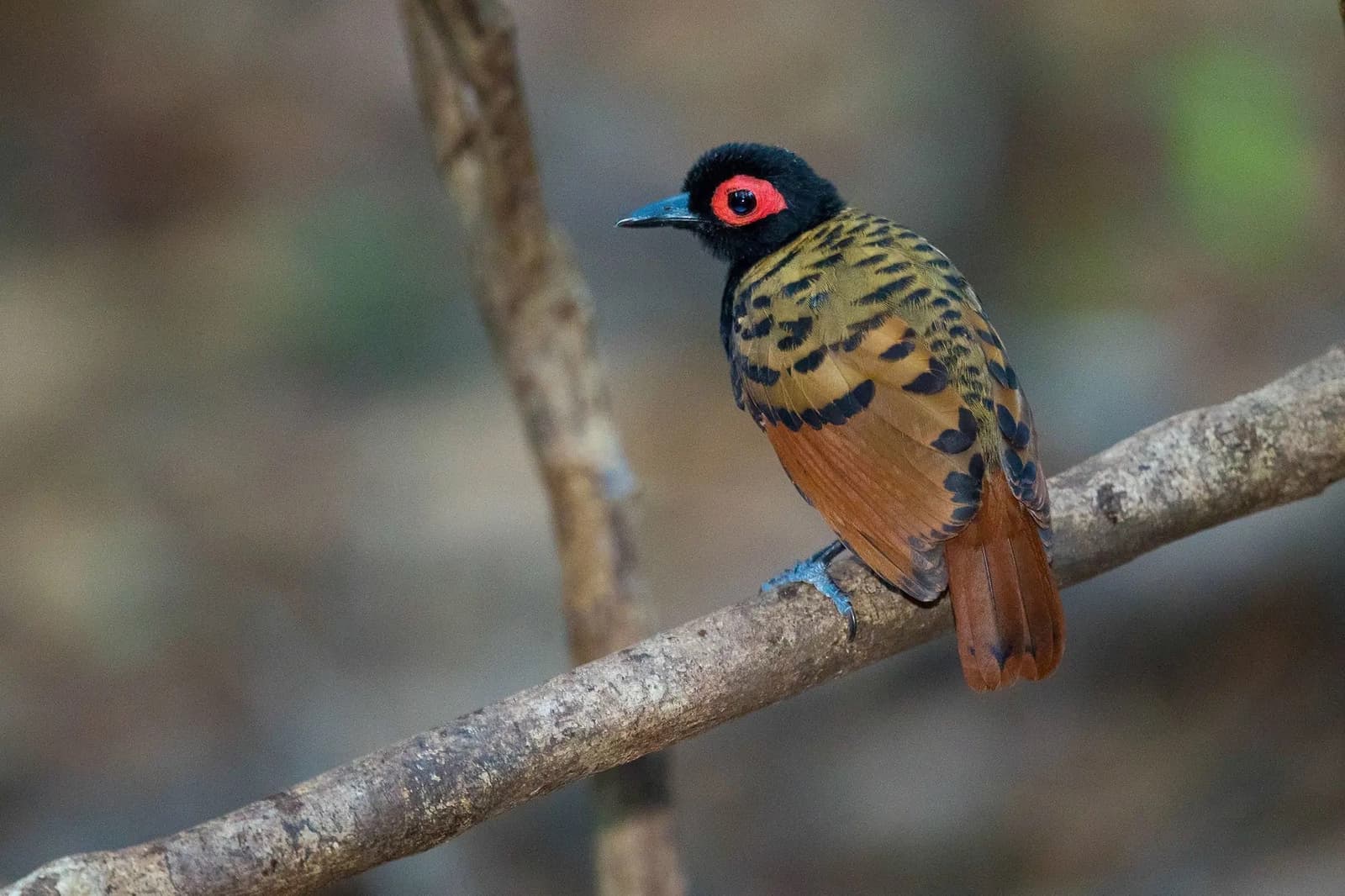 That red eye patch is not asking for attention. It already has it. A black-hooded bird with a vivid red eye patch, golden and black barred breast, russet wings, and blue feet perches on a bare branch during birdwatching in the amazon rainforest