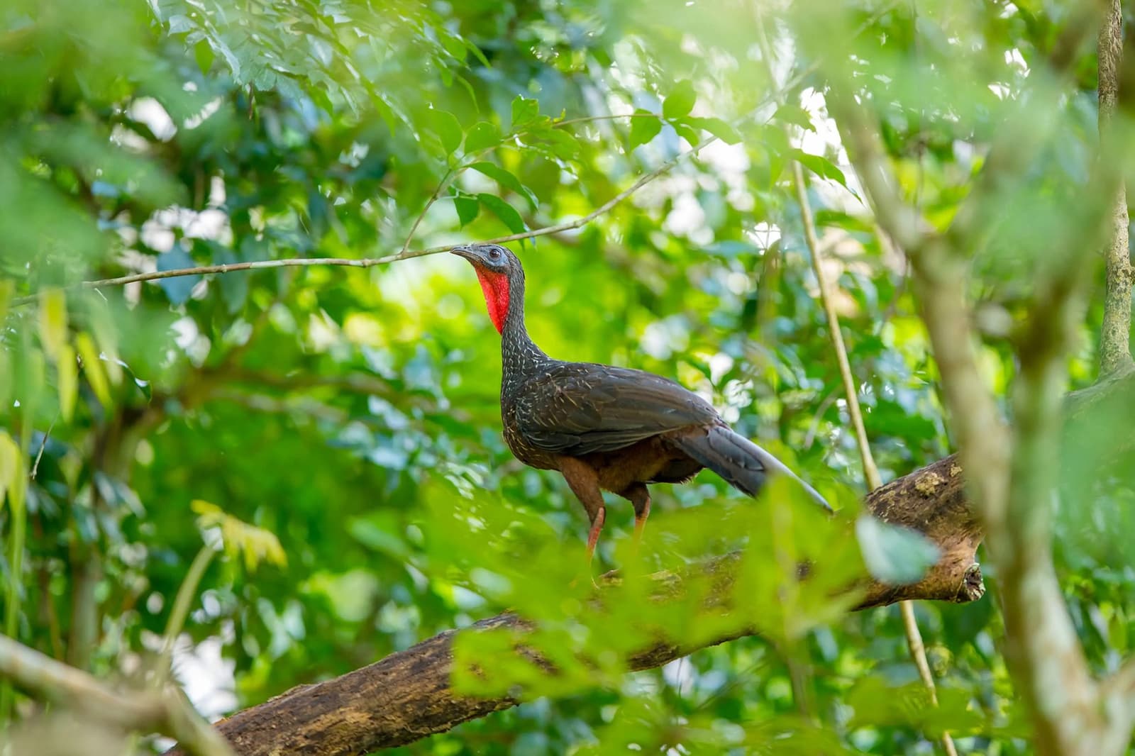 Red throat, cool stare, and absolutely no interest in being quiet. A large dark bird with a vivid red throat perched on a mossy branch surrounded by dense green Amazon rainforest canopy, typical of birdwatching in the Amazon rainforest