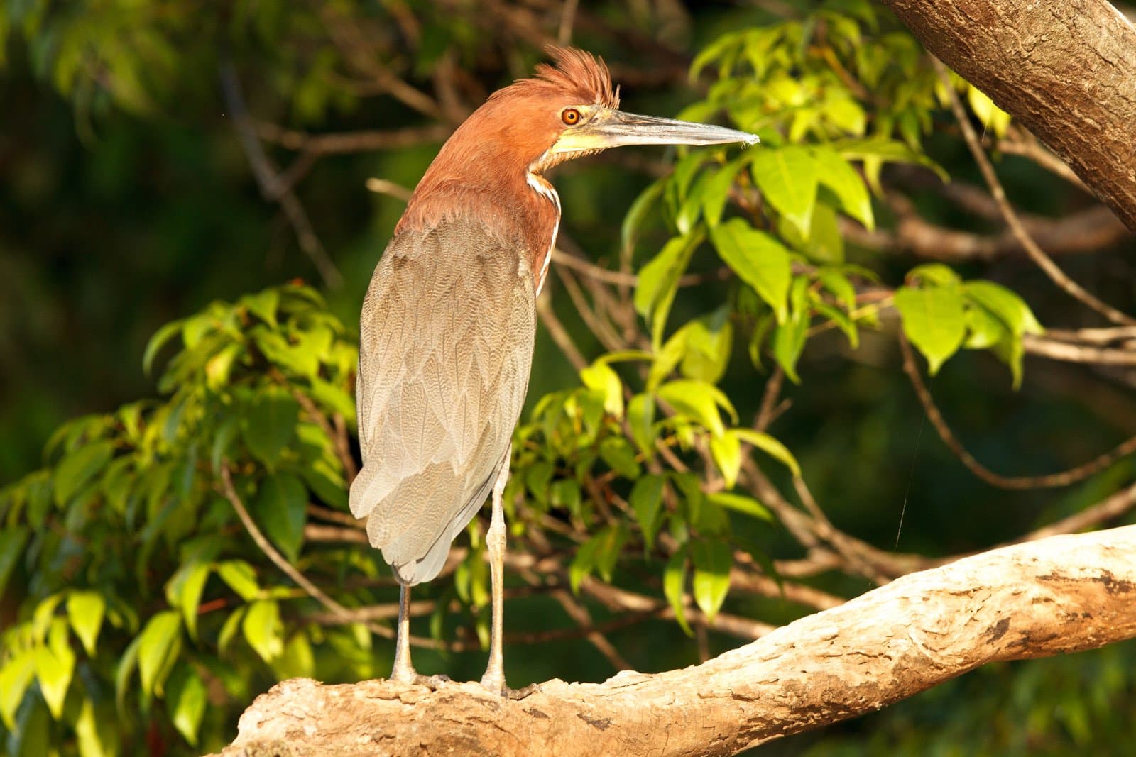 That amber eye has seen things. It is not telling you. Photo: Jorge Lopes A rufous-headed heron with amber eyes perched on a thick branch amid green Amazon rainforest foliage, ideal birdwatching in the amazon rainforest encounter