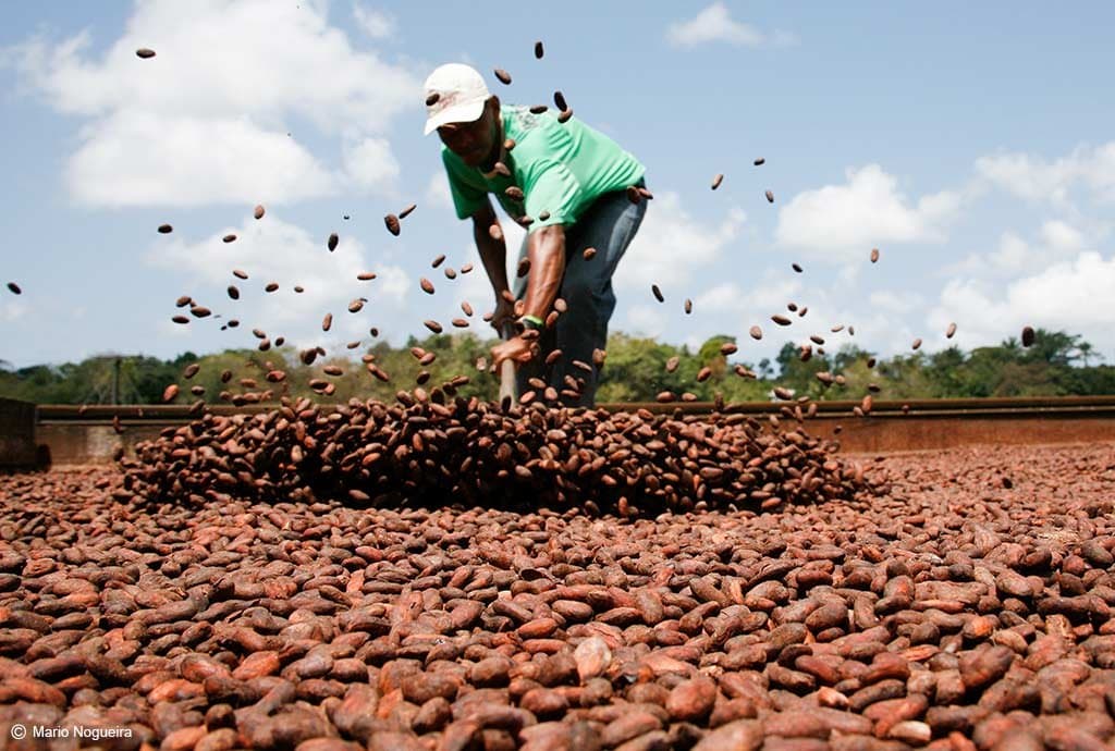 Cocoa drying is part performance, part patience, and now you know where your chocolate begins. Photo: Mario Nogueira A farm worker tosses and turns a vast spread of drying cocoa beans on an open-air platform, beans flying through the air, on a cycling Bahia cocoa route visit