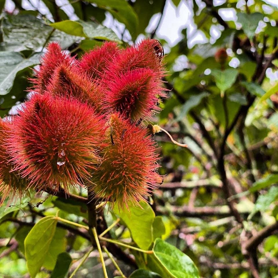 Nature's own red dye, growing quietly beside the road. Close-up of spiky red urucum seed pods on a shrub along a cycling Bahia route through Atlantic Forest