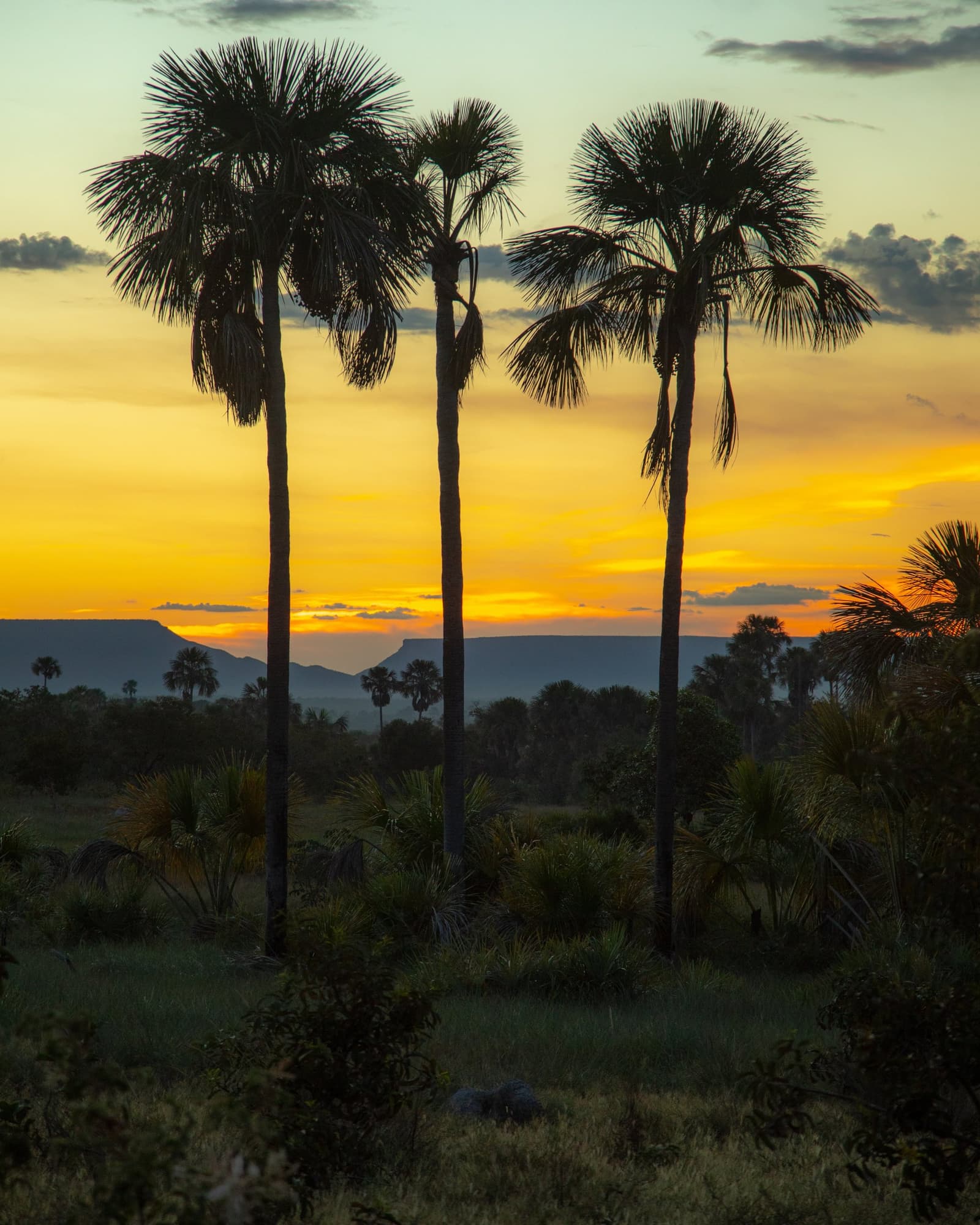 Three buritis, one horizon, and the park going quiet for the night. Photo: Alberto Andrich Three tall buriti palm silhouettes against a vivid orange and gold sunset sky, with a flat-topped sandstone plateau on the horizon during a Jalapão trekking adventure