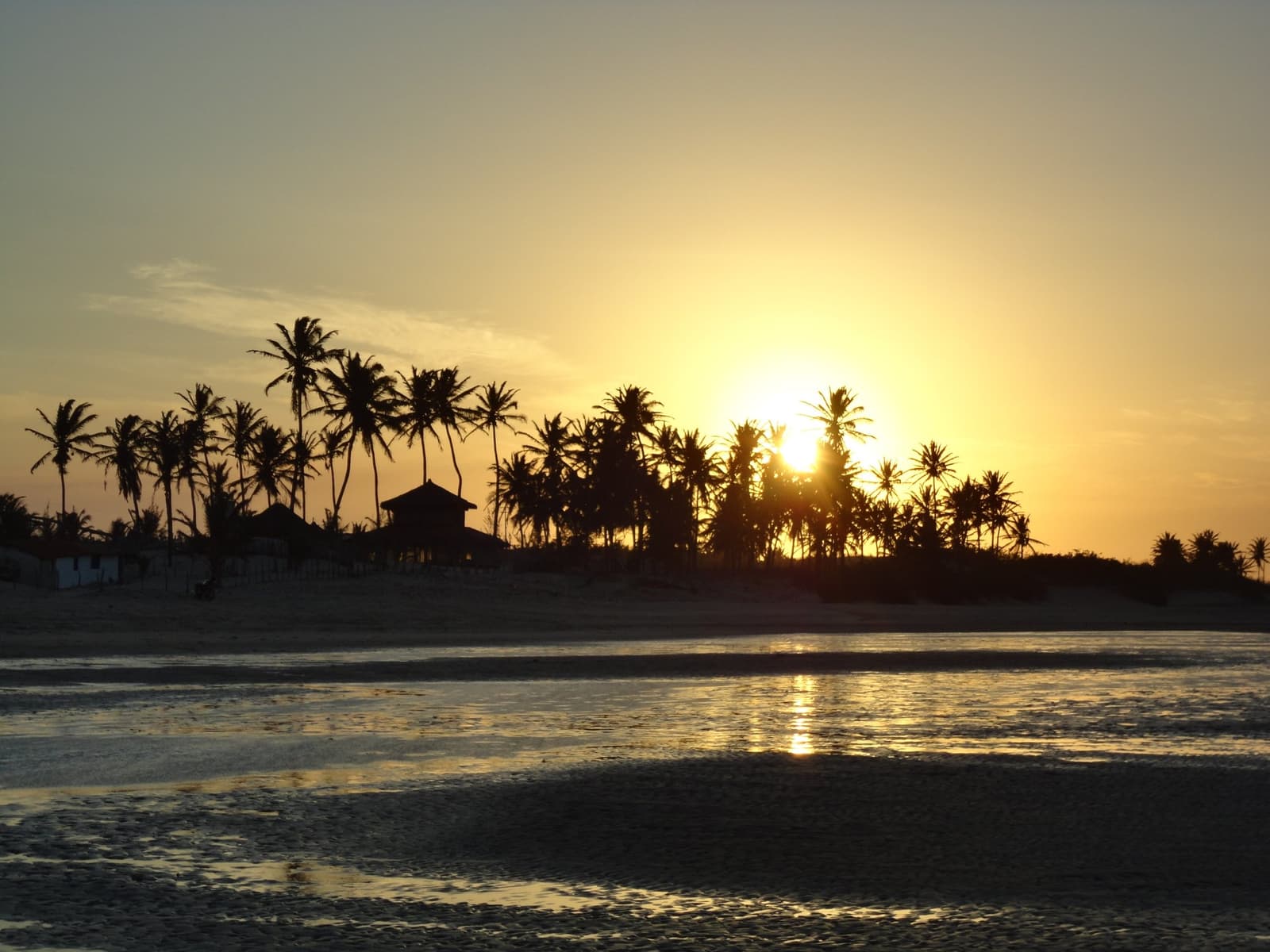 Last light, a row of palms, and the kind of quiet that resets you. Photo 3