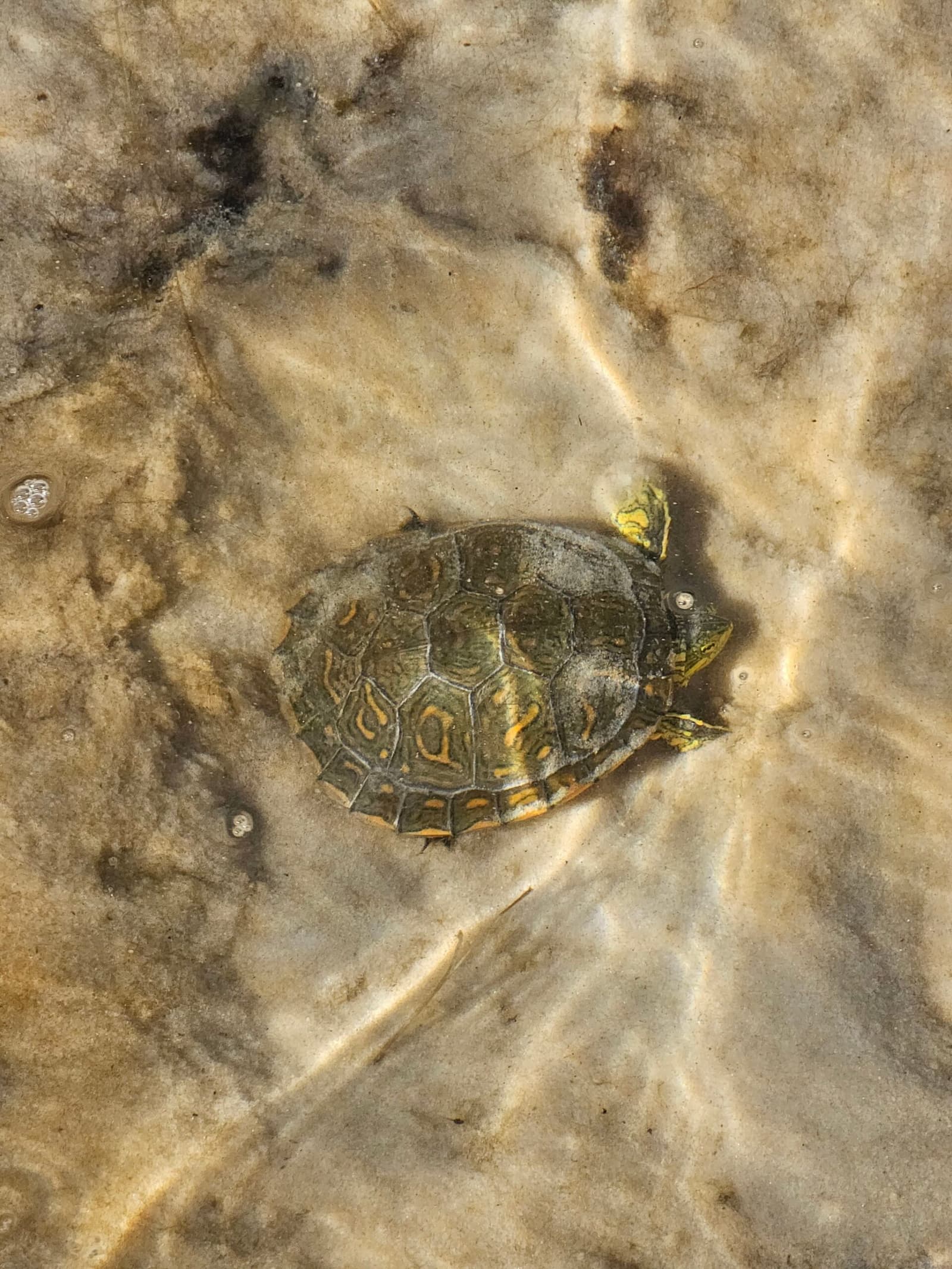 Slow and deliberate, the original expert at taking it easy. A small freshwater turtle with a dark patterned shell and yellow-marked head resting in clear shallow water over a sandy bottom, spotted along the Lençóis Maranhenses full itinerary