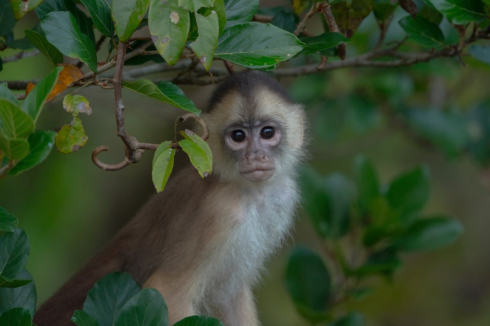 Caught you looking. This little one has opinions about personal space. A wild capuchin monkey peers through green leafy branches at Mirante do Gavião, its dark-capped head and wide curious eyes filling the frame