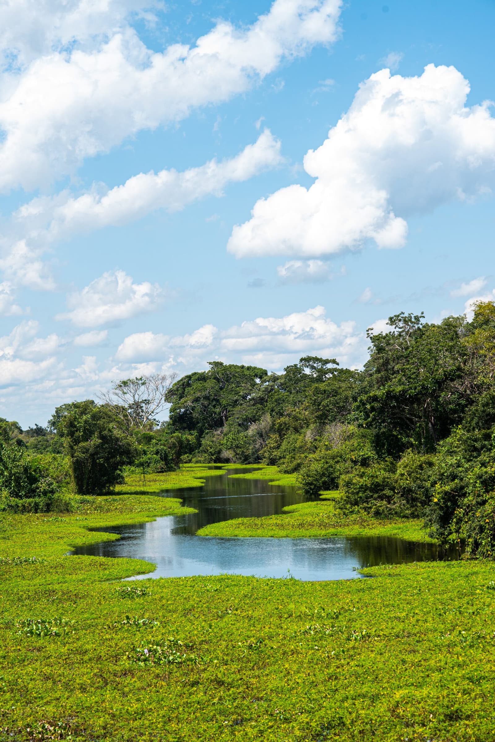 The Pantanal at its most alive, where water and land can't quite agree on boundaries. A narrow waterway winds through a carpet of bright green aquatic vegetation on the Pantanal Jaguar Photography Tour route, with dense gallery forest and cumulus clouds reflected in the still water