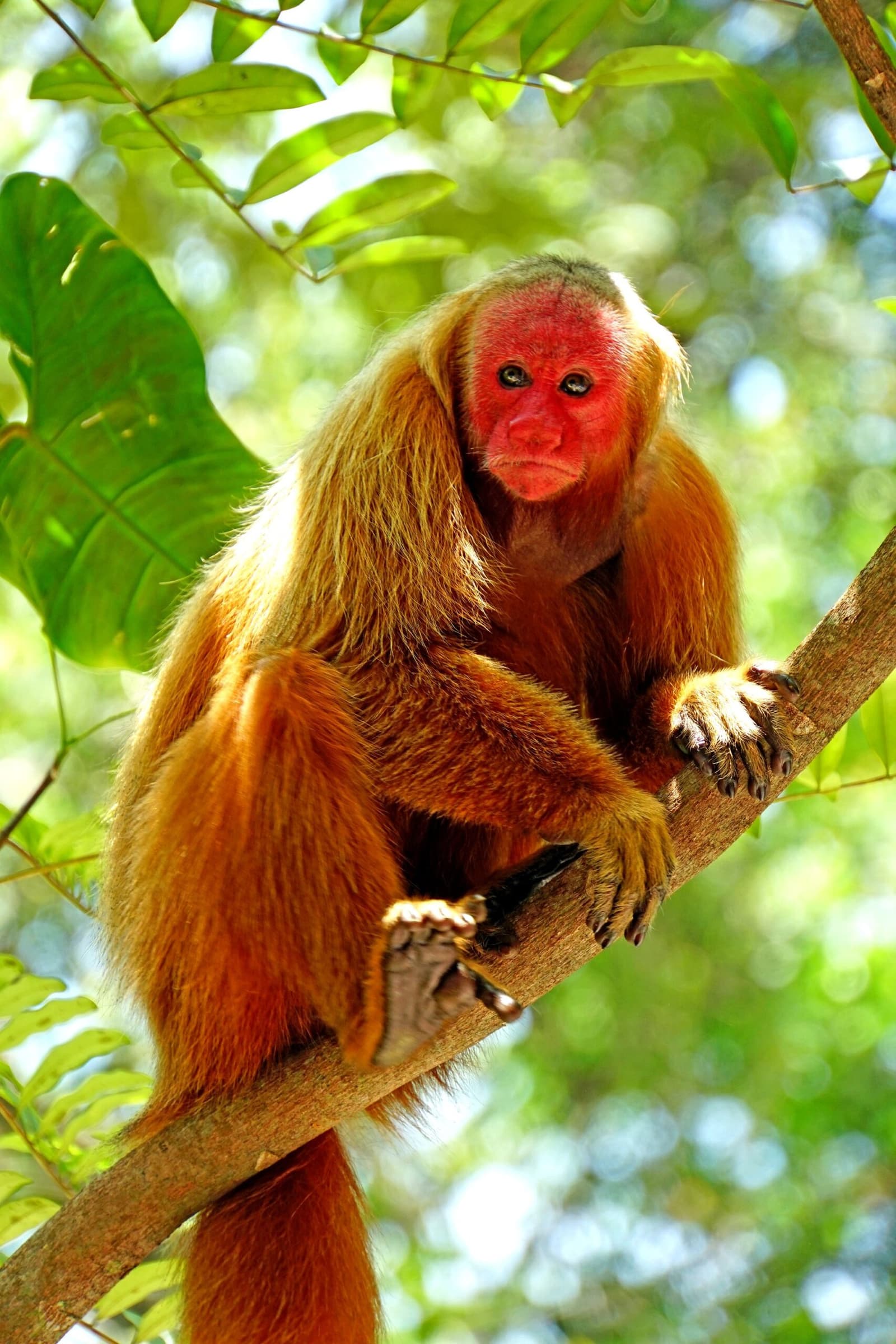 Red-faced and thoroughly unimpressed, the forest always has a resident critic. Photo: Dennis Jarvis A bald uakari monkey with a vivid red face and golden-orange fur perches on a tree branch in a lush green rainforest, encountered during the Pico da Neblina Expedition