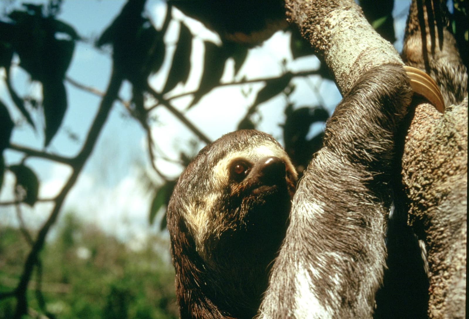 Takes its time. Has no apologies about it. A three-toed sloth clinging to a tree trunk and looking directly at the camera, spotted during the tucano amazon river cruise wildlife watching excursion
