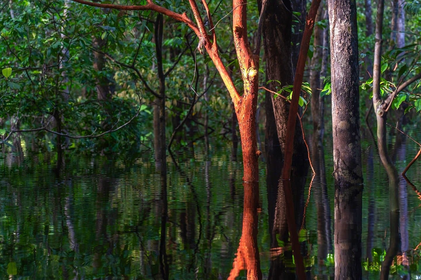 The forest doesn't stop at the waterline. It just keeps going. Warm golden light catches the rust-red bark of a tree rising from still black water in a flooded igapó forest, its reflection mirrored on the dark surface, on an Amazon cruise trip in Brazil