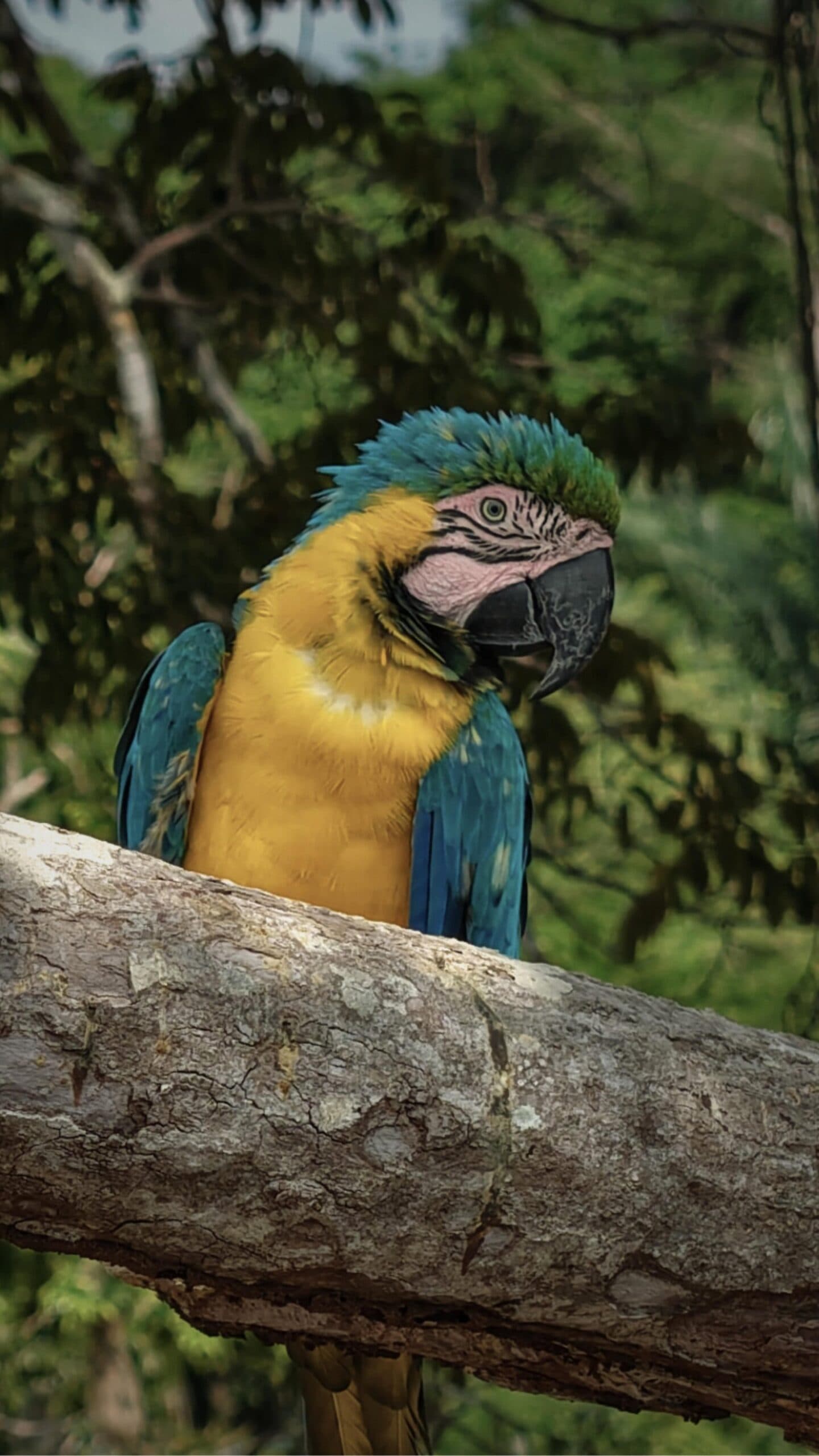 Ruffled feathers, sharp eyes, zero interest in your schedule. A blue-and-yellow macaw perched on a weathered tree branch during an amazon river cruise brazil, with lush green forest canopy in the background