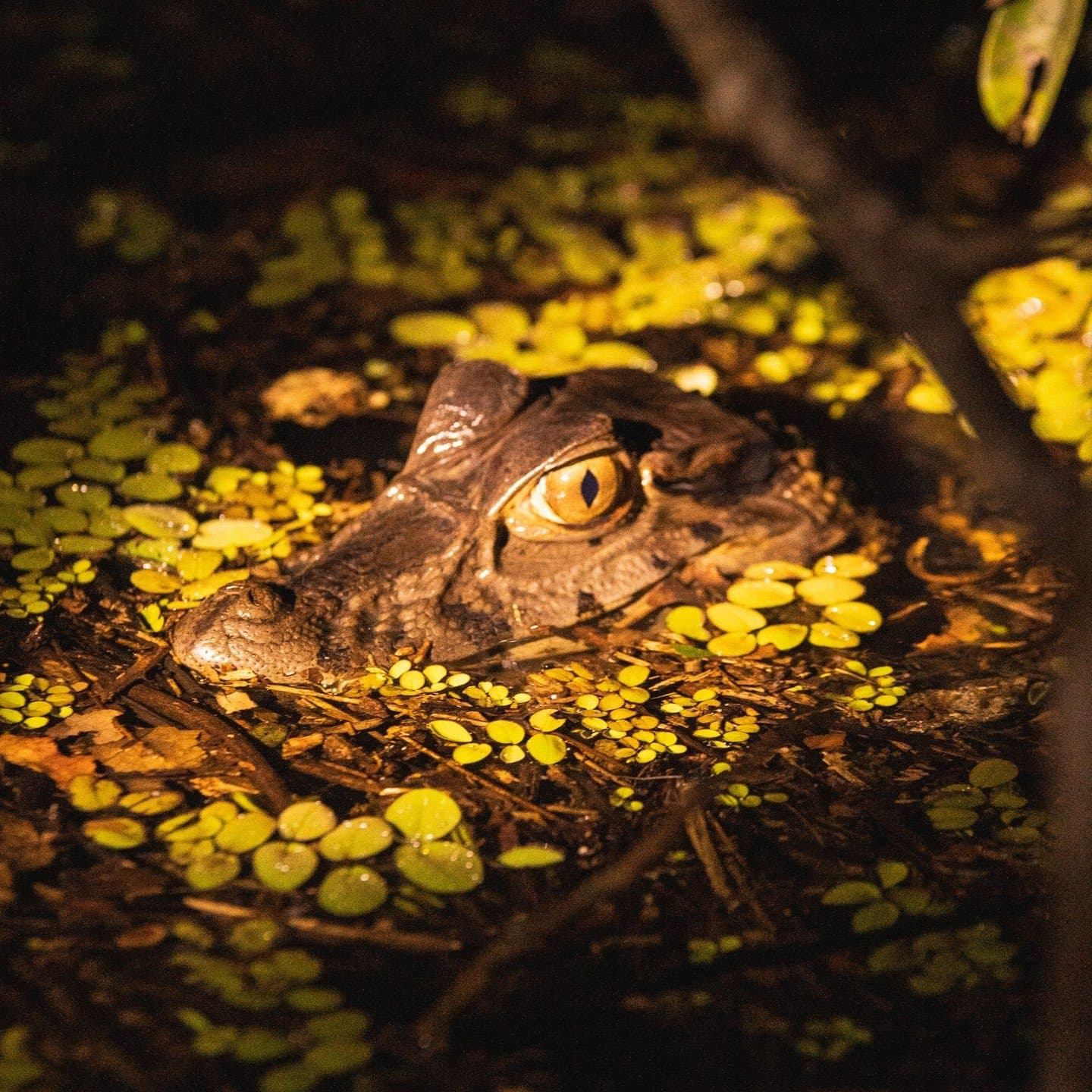 Patient, prehistoric, and perfectly hidden, until the torch finds that eye. A caiman's head barely breaking the water's surface at night on an amazon river cruise in Brazil, its golden vertical-slit eye glowing among floating aquatic plants