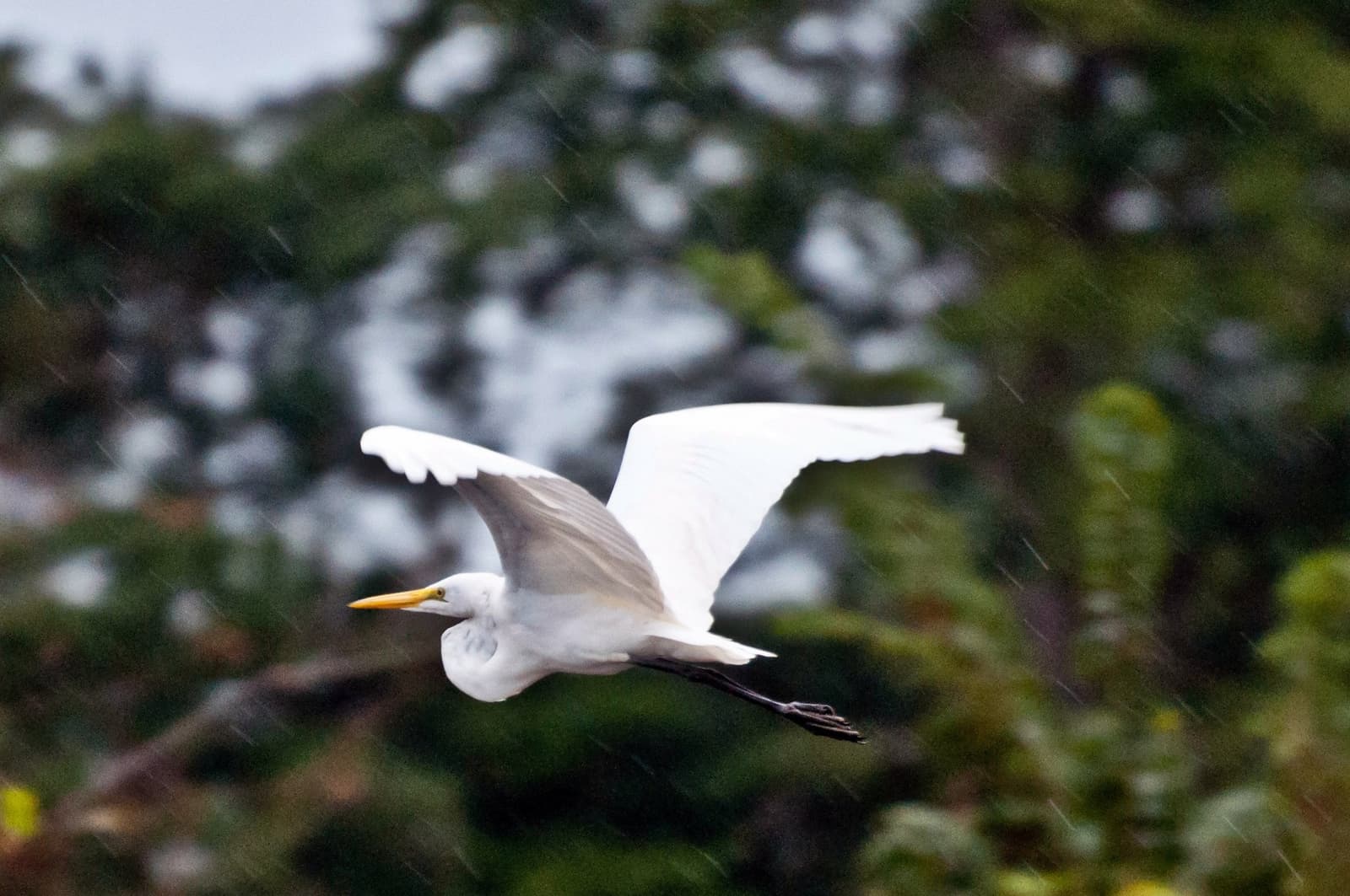 Rain doesn't ground this one. Not even close. A great egret in full flight through falling rain, wings broadly spread against a blurred green rainforest canopy — a wildlife encounter typical of amazon turtle lodge birding excursions