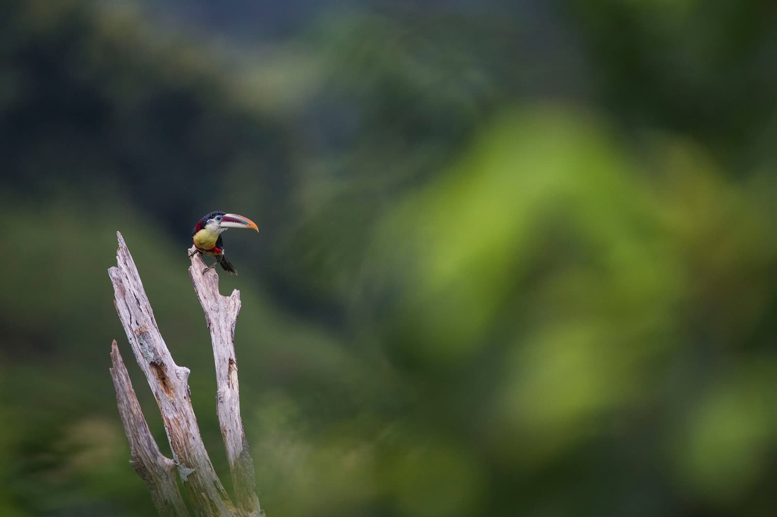 Tiny bird, enormous personality. The bill does all the talking. Photo: JOAO MARCOS ROSA/NITRO A small toucan-family bird with a curved orange bill, dark cap, yellow-green breast, and red throat patch perches on a bare dead snag against a soft green forest bokeh, spotted during birdwatching in the amazon rainforest