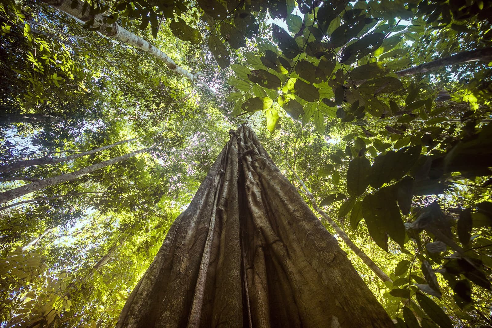 Tilt your head back and let the scale of it land. Photo: | SamuelMelim Photography Low-angle upward view of a massive tropical tree trunk rising through the dense canopy during a birdwatching in the amazon rainforest experience, sunlight filtering through layers of green foliage