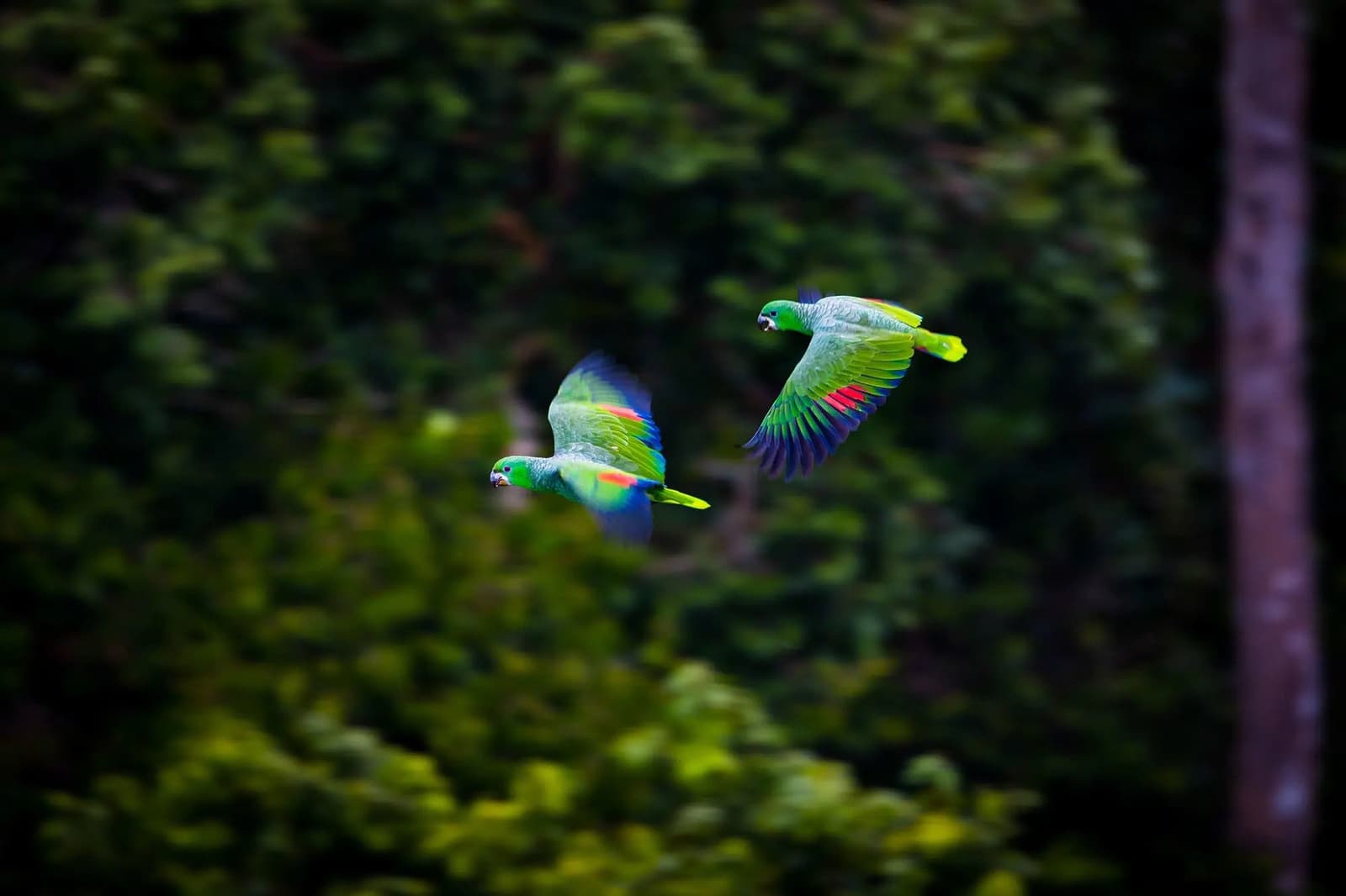 Two parrots, one shared direction, and a forest big enough for both. Two green parrots with red and yellow wing markings caught mid-flight during birdwatching in the amazon rainforest, dense green canopy blurred behind them