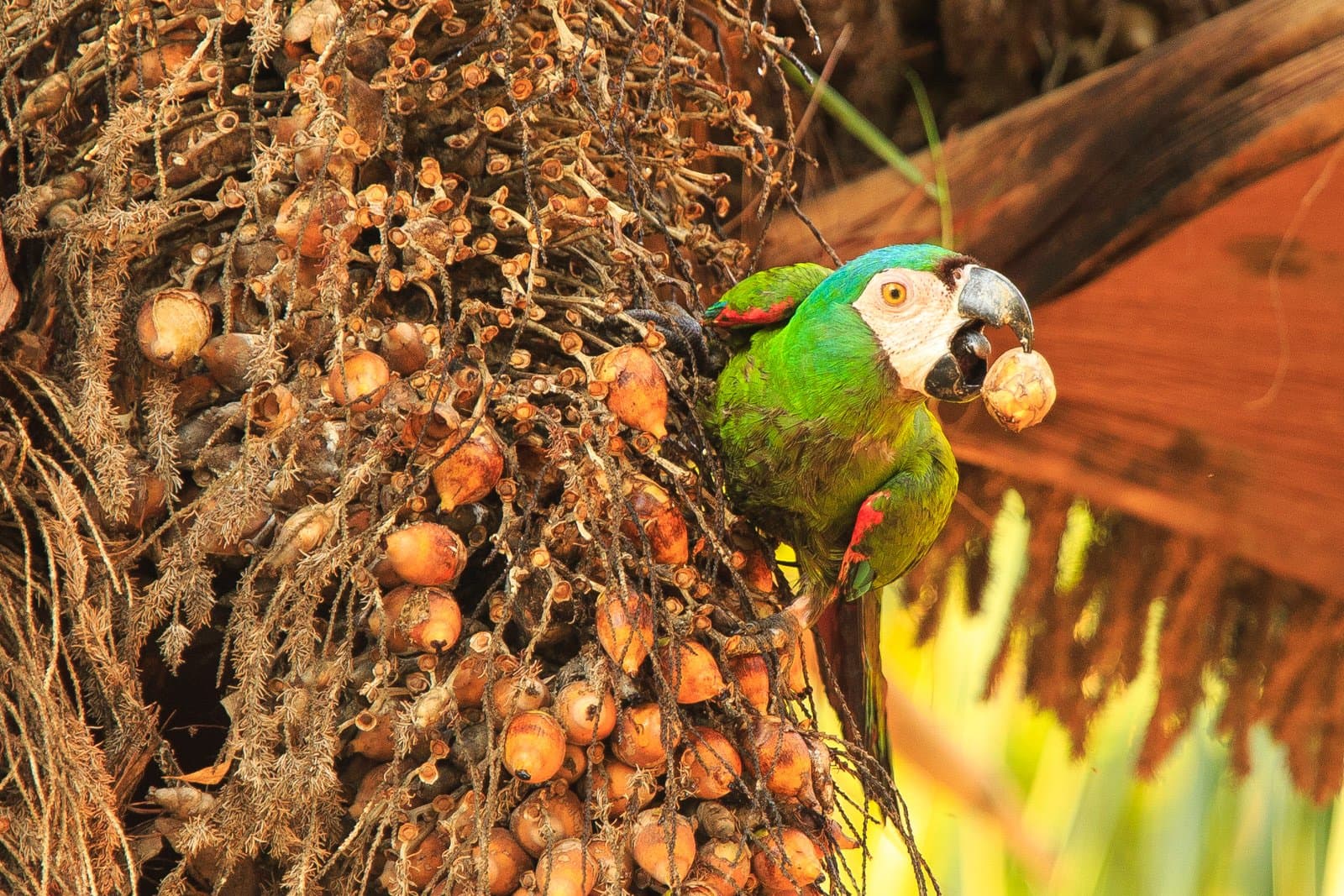 Lunch sorted. No guides required. Photo: Alex Da Riva A green macaw gripping a palm fruit cluster with its beak during birdwatching in the amazon rainforest, close-up showing its white facial patch and yellow eye