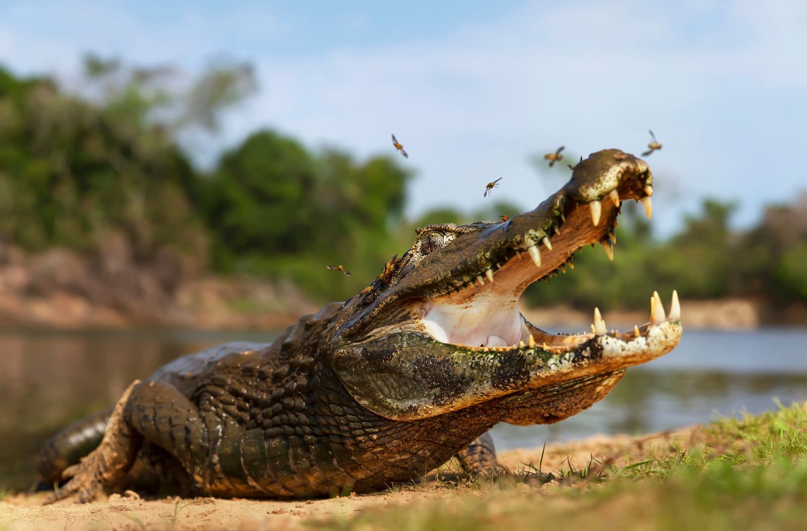 Even the flies know who owns this stretch of river. A caiman basking on a sandy riverbank with its jaws wide open and insects swarming around its snout, on a budget Pantanal tour wildlife encounter