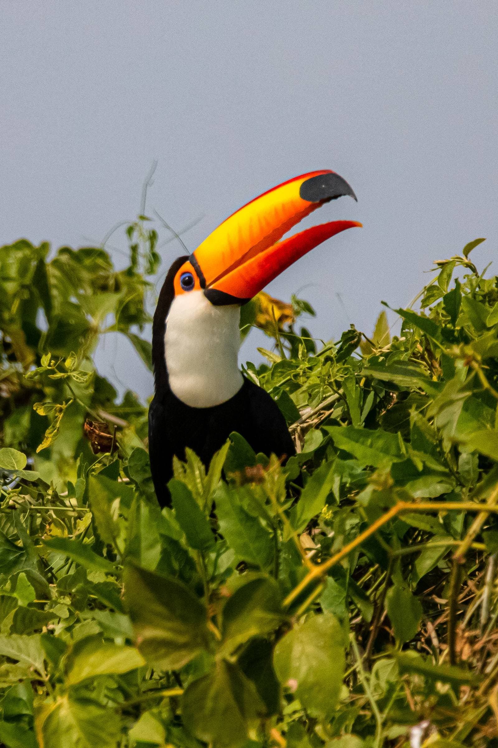 That bill is not subtle, and the toucan knows it. A toco toucan with its vivid orange-and-red bill open wide, perched among dense green leafy vegetation against a pale blue sky on a budget Pantanal tour