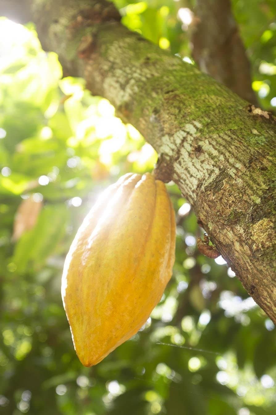This is what chocolate looks like before anyone gets involved. A ripe yellow cacao pod growing directly from the bark of a tree trunk, backlit by soft dappled sunlight filtering through a green canopy — a sight you can see on the cycling Bahia cocoa route