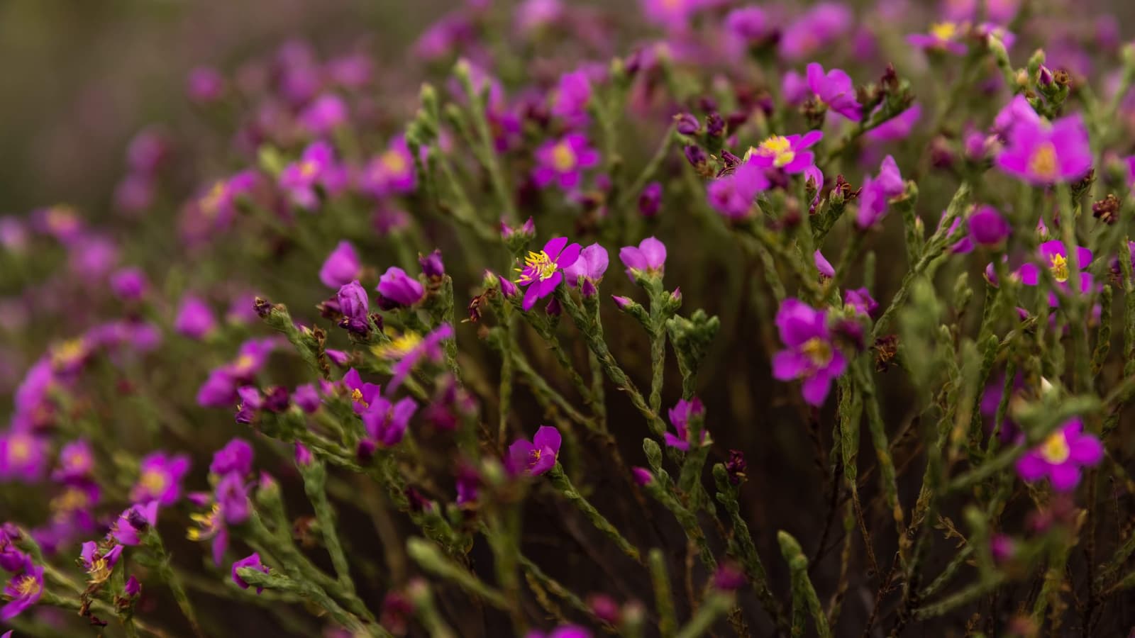 Cerrado in full colour, no filter needed. Photo: Alexandre Socci Dense cluster of small magenta wildflowers with yellow stamens on slender green stems, typical of Cerrado flora on a jalapão adventure