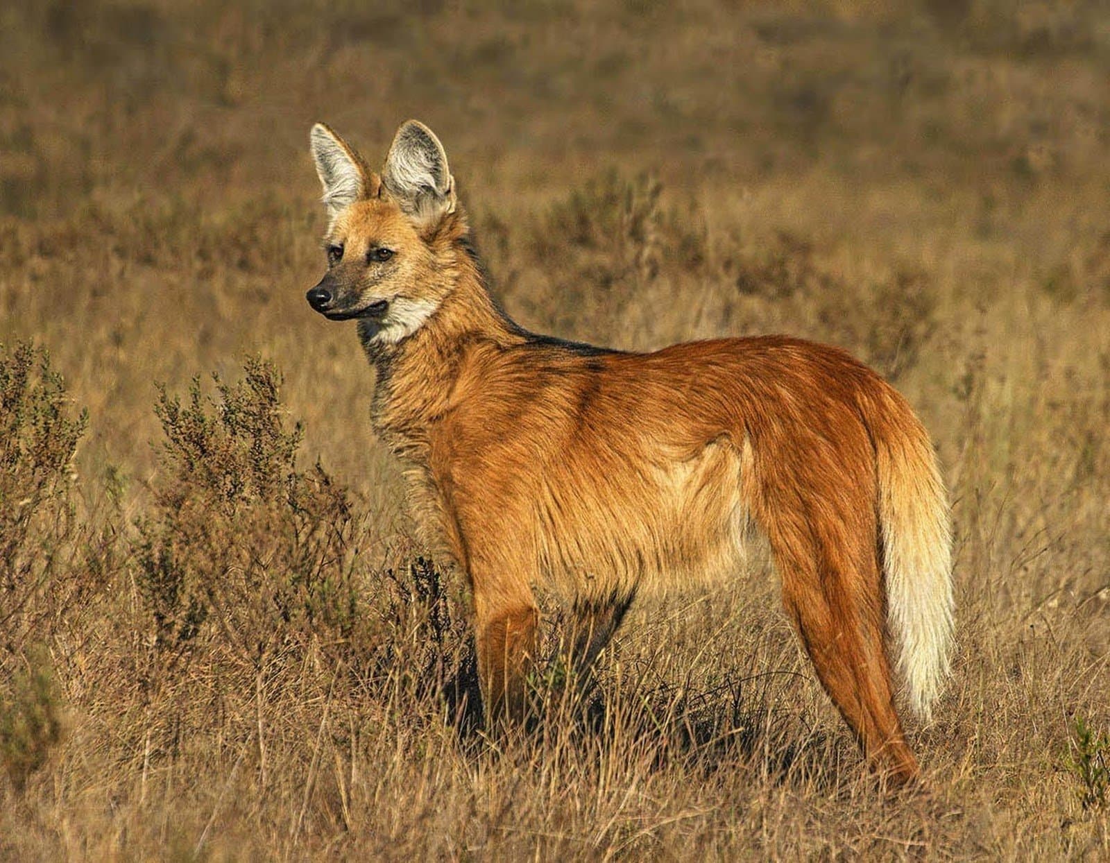 Not a fox, not a wolf, the cerrado's own enigma, caught mid-patrol. A maned wolf standing alert in dry cerrado grassland, its russet coat and long black legs clearly visible against the golden savanna scrub — a rare wildlife sighting on a Jalapão trekking route