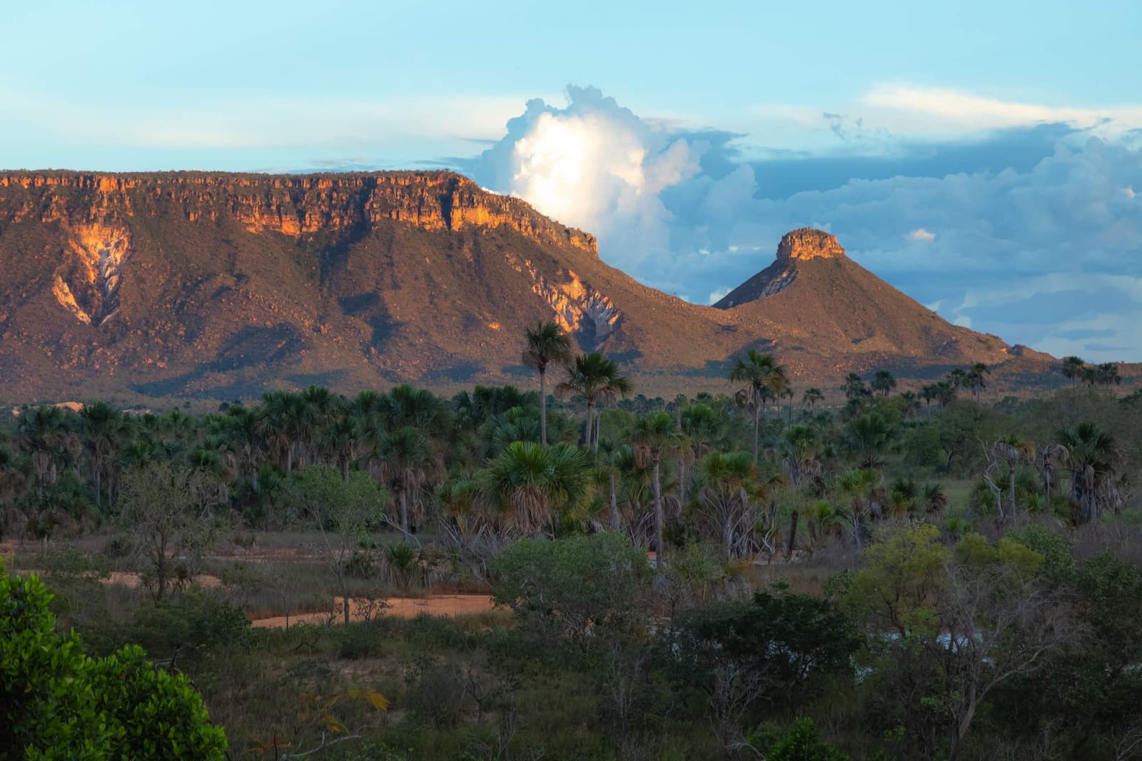 Serra do Espírito Santo at last light. Worth every step to get here. Photo: Alberto Andrich Warm golden light rakes across the sandstone cliffs and cerrado palm savanna of Serra do Espírito Santo during a Jalapão trekking expedition, with a billowing cumulus cloud rising behind the plateau at dusk