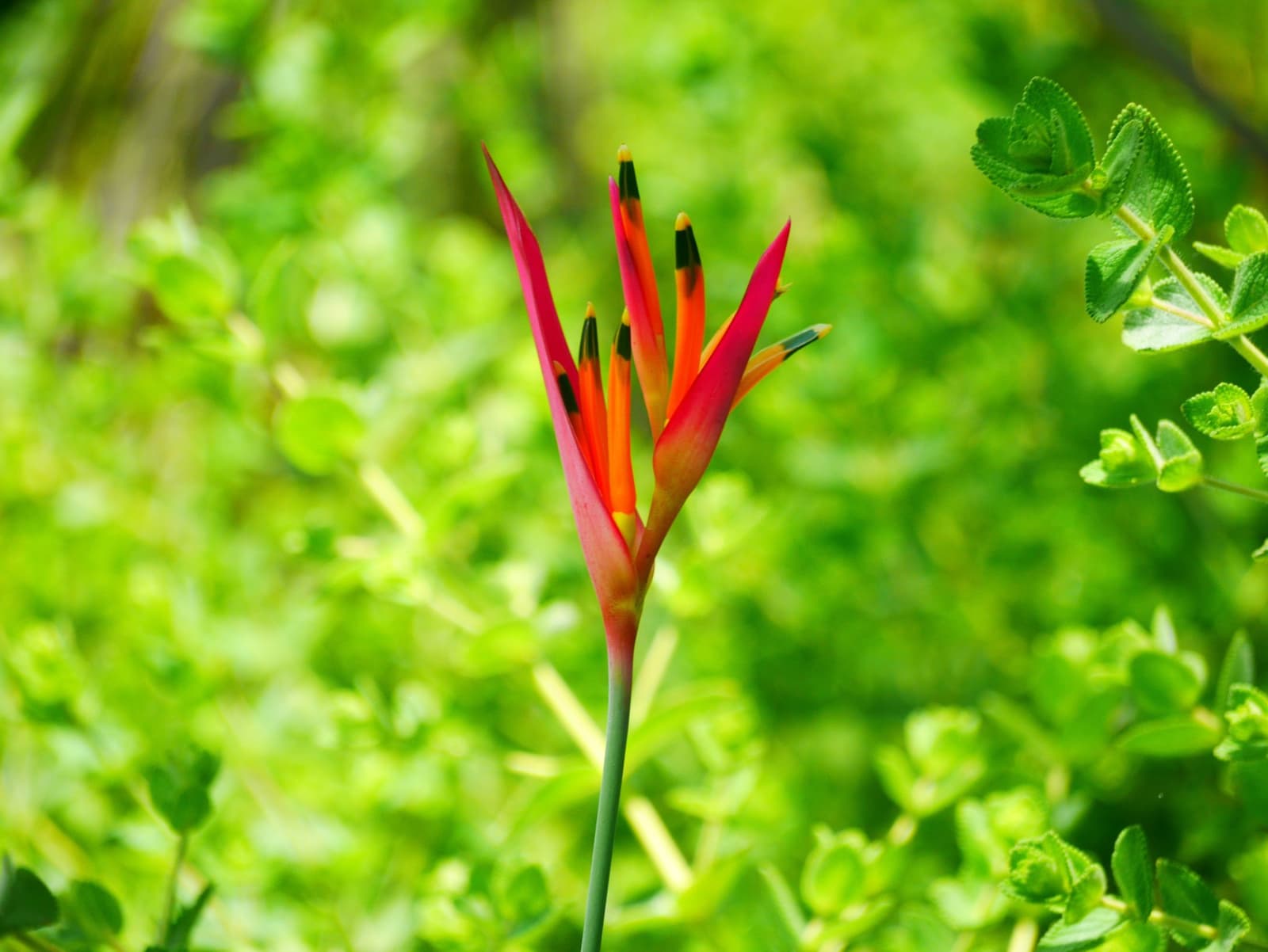 The cerrado doesn't ask permission before showing off. Photo: Picasa A slender red and orange tropical flower with dark-tipped petals rises above dense green cerrado shrubs on a Jalapão trekking trail