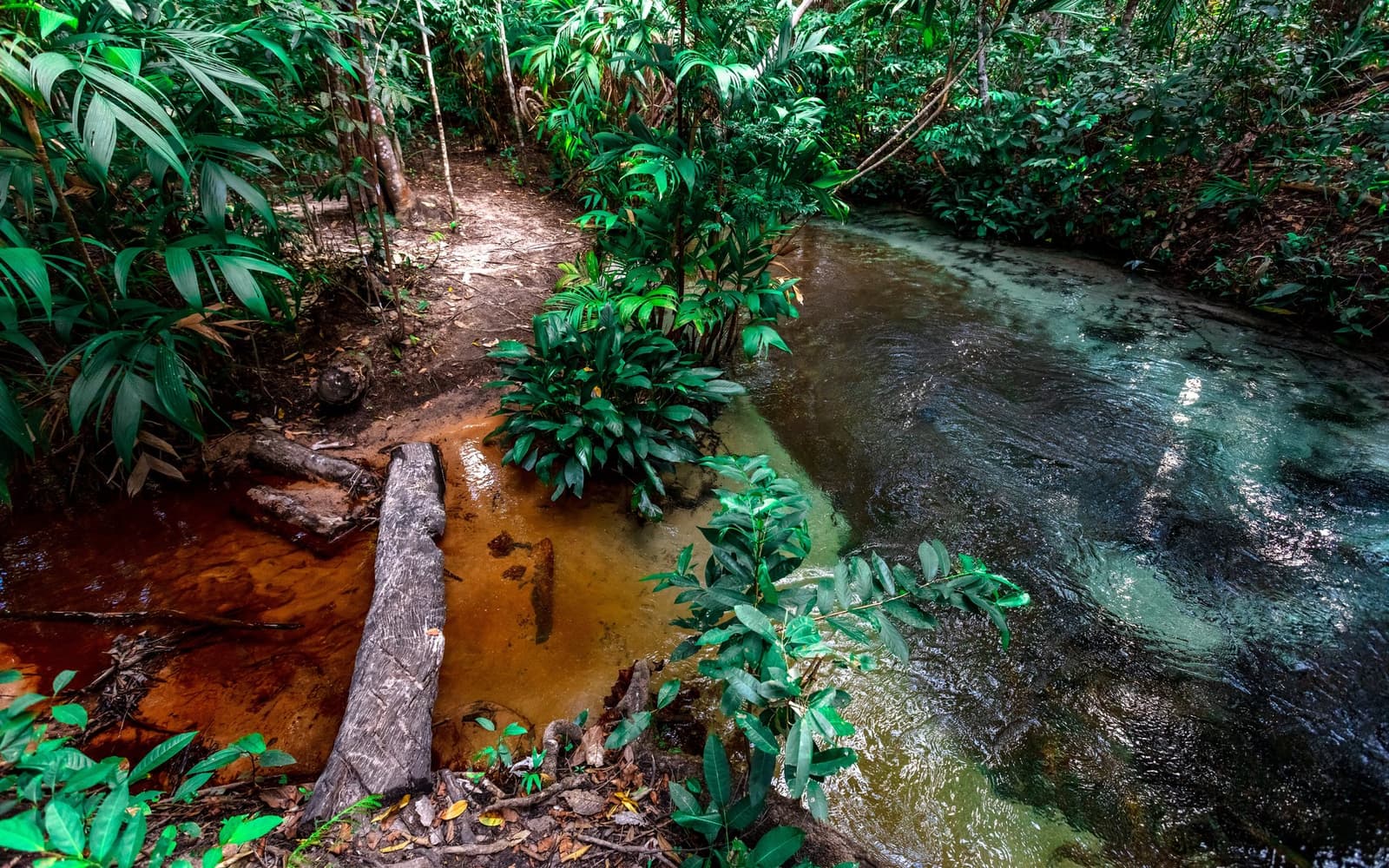 Two rivers, two colors, one quiet crossing. Jalapão keeps surprising you. Photo: Alberto Andrich A tannin-stained stream meets clearer water along a narrow dirt trail bordered by dense tropical forest vegetation on a jalapão trip