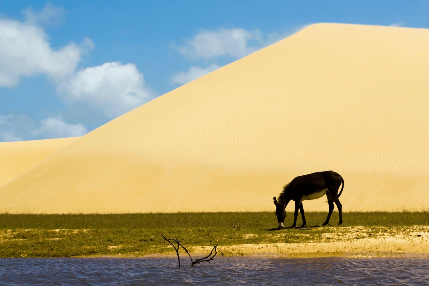 Life finds its patch of green, even between the dunes and the water. A dark donkey grazes on a narrow strip of green grass beside a lagoon, with a towering golden sand dune rising sharply behind it under a blue sky — a striking scene from the Lençóis Maranhenses full itinerary