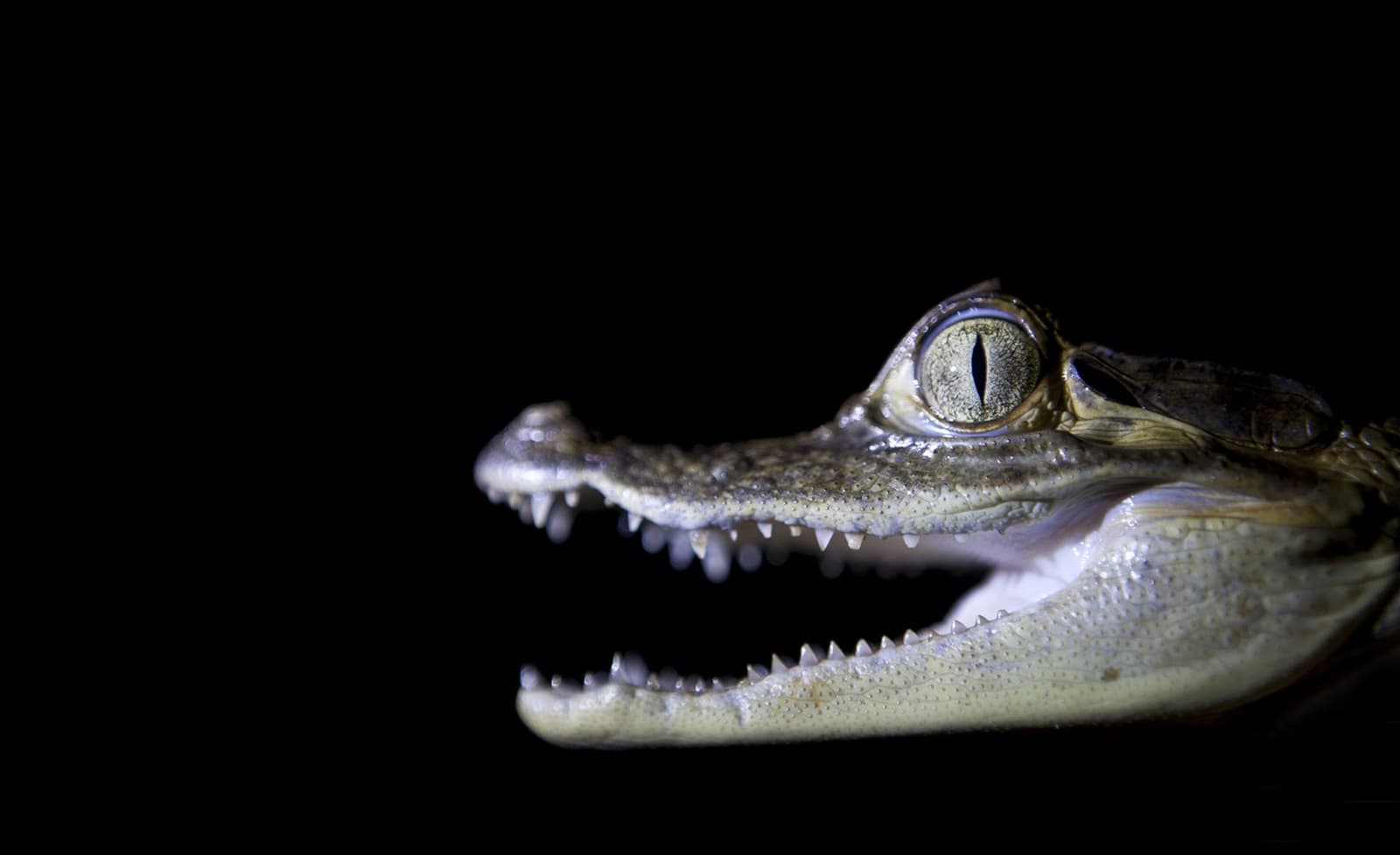 Tiny teeth, ancient eyes, the Amazon's smallest predators have attitude to spare. Extreme close-up of a juvenile caiman's open jaws and slit pupil eye against a black background, spotted during a Mirante do Gavião nocturnal wildlife tour