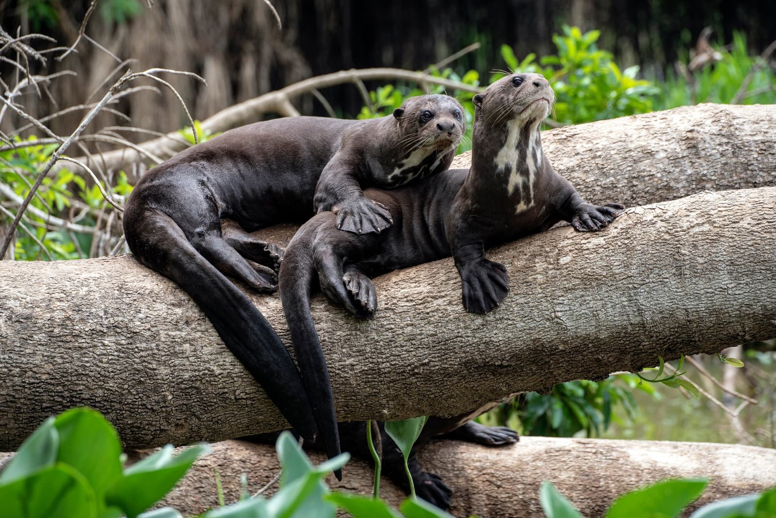 Unbothered and fully at home, these two have claimed the best seat in the wetlands. Two giant otters resting together on a fallen log surrounded by riverside vegetation, spotted during a Pantanal Jaguar Photography Tour