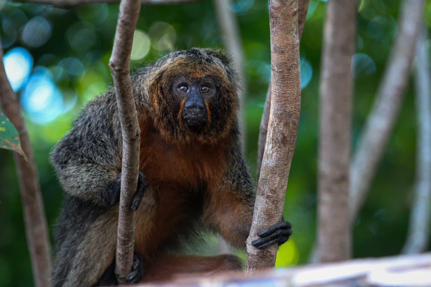 Calm, curious, and completely unbothered by your presence. A saki monkey with a dark face, russet chest, and shaggy grey-brown fur grips two slender tree trunks and stares directly at the camera against a blurred green forest canopy, spotted on an Amazon Cruise Trip in Brazil
