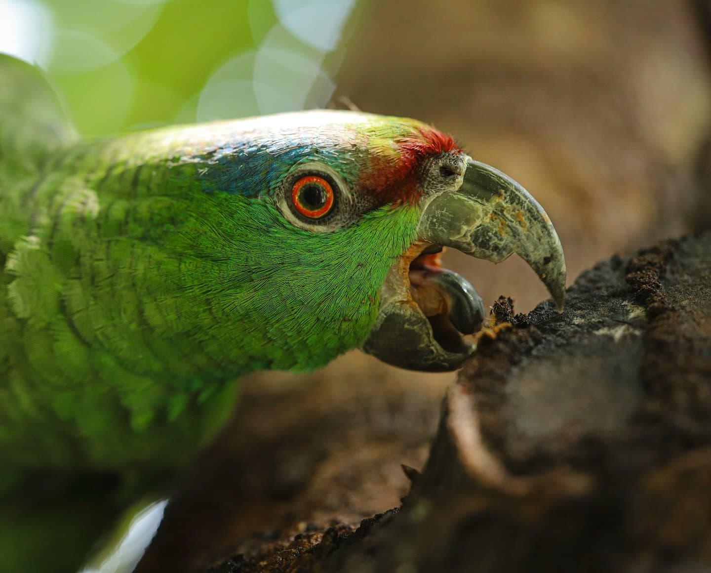 That beak means business, and the bark found out the hard way. Close-up portrait of a green amazon parrot with red forehead markings and orange-ringed eye, gripping and gnawing at dark tree bark during an amazon river cruise brazil wildlife encounter