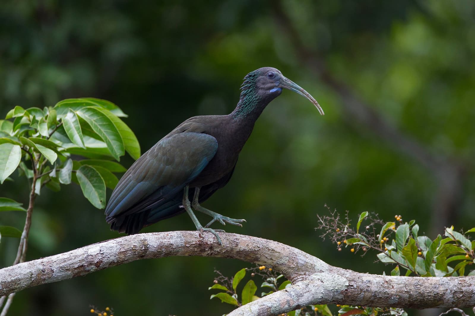 That curved bill means business, and the rainforest canopy agrees. Photo: JOAO MARCOS ROSA/NITRO A dark-plumaged ibis with iridescent blue-green head feathers and a long curved bill perches on a bare branch surrounded by tropical foliage, a birdwatching in the amazon rainforest encounter that rewards patient observers
