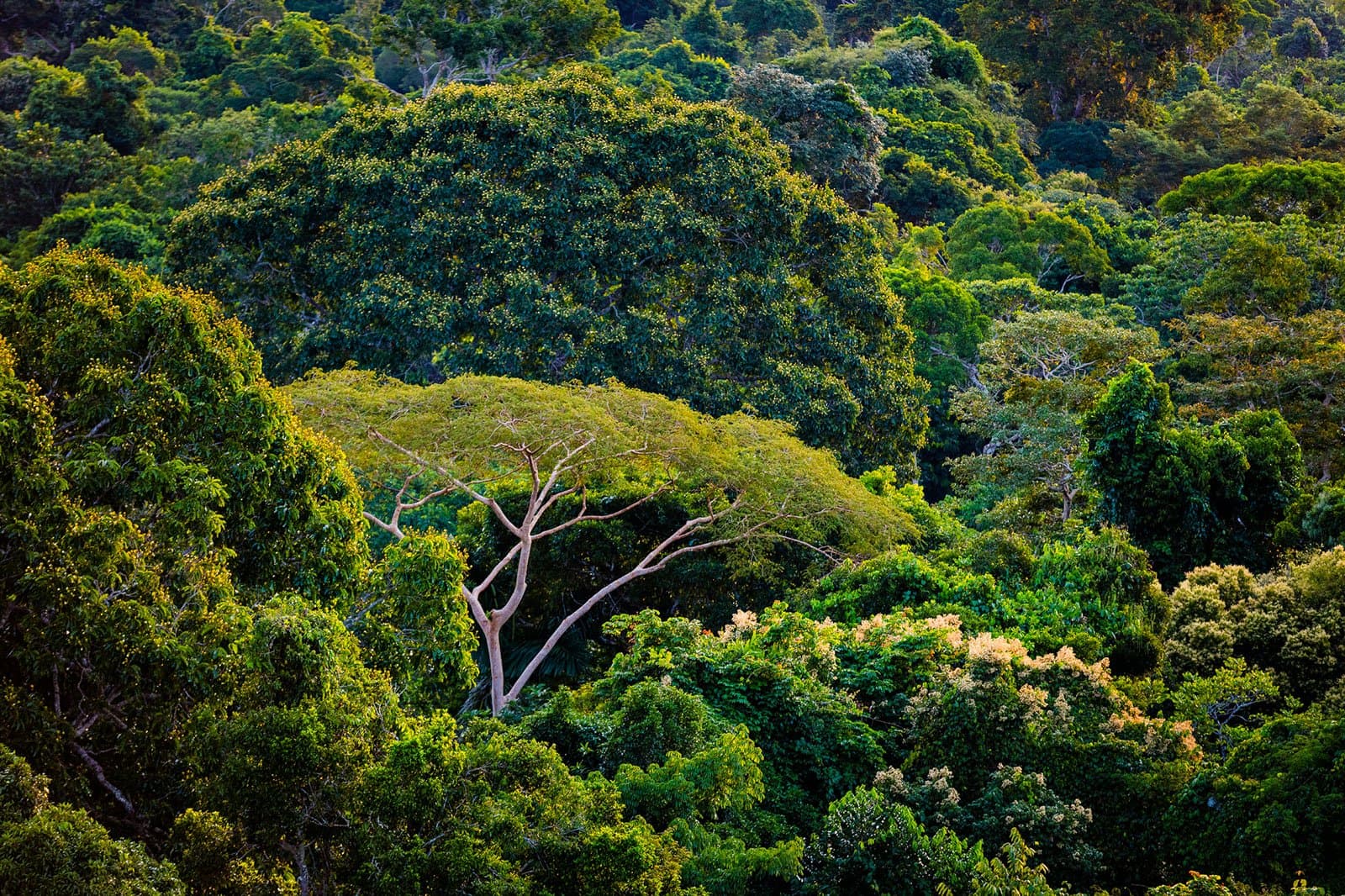 Six hundred species live in here. The canopy keeps most of them hidden, which is exactly the point. Photo: João Paulo Krajewski Aerial view of a dense tropical forest canopy with a pale-barked tree spreading wide branches above the green treetops, ideal for birdwatching in the Amazon rainforest
