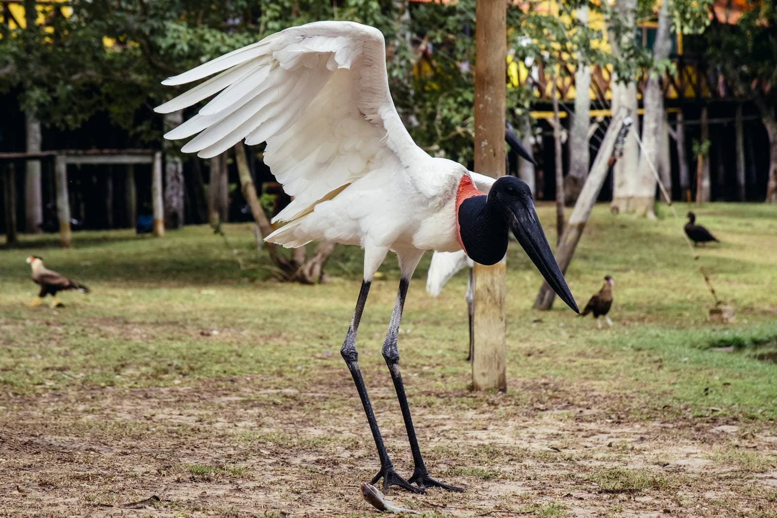 The jabiru owns whatever room it walks into, this one is making sure you know it. A jabiru stork spreads one wing wide while standing on bare ground during a budget Pantanal tour, its distinctive black head and red neck collar vivid against white plumage, with other birds visible in the background