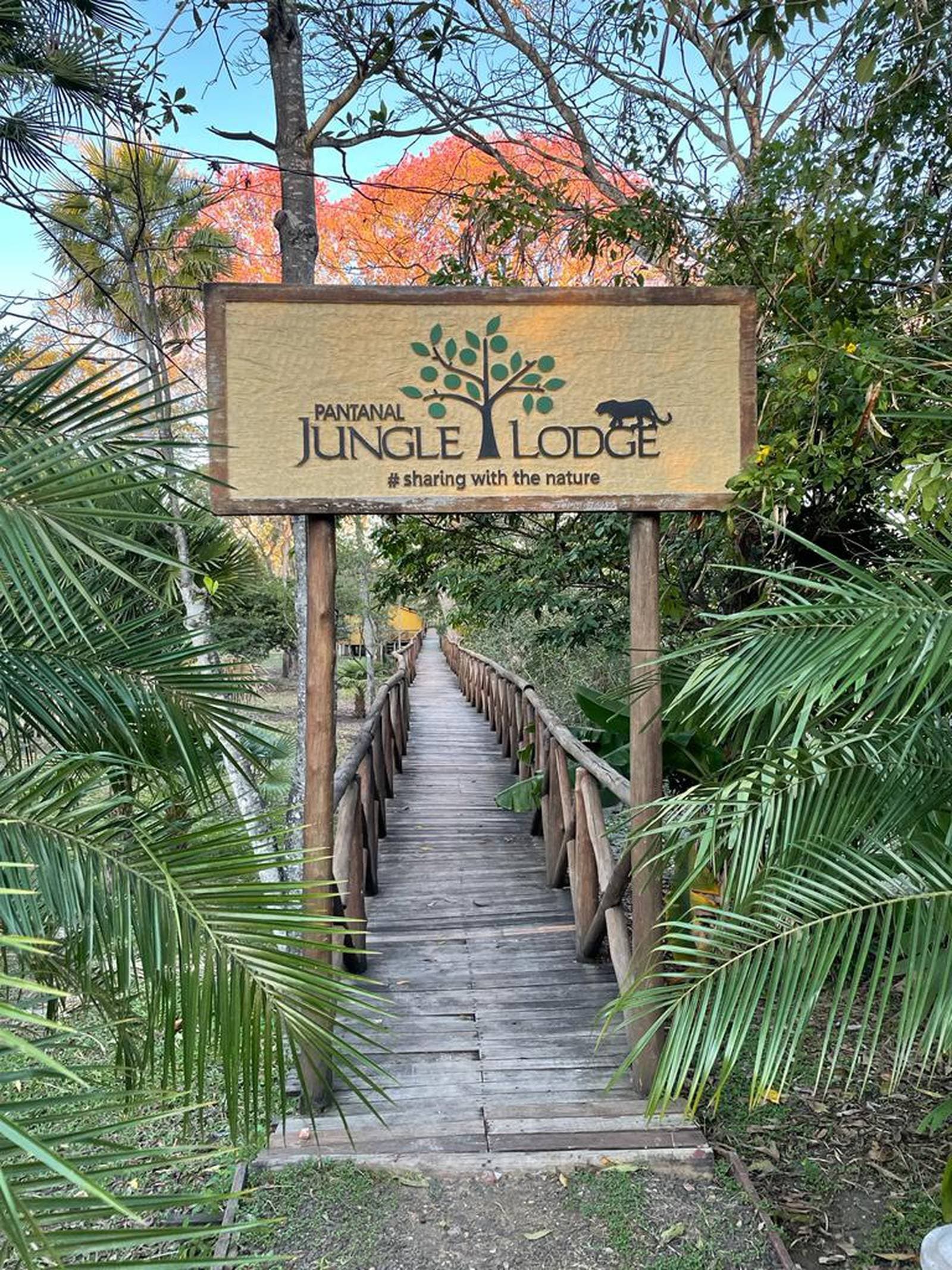 The bridge doesn't just cross water, it crosses into a different pace of life. Wooden entrance bridge leading into Pantanal Jungle Lodge, framed by palm fronds and a tree with vivid orange foliage, on a budget Pantanal tour