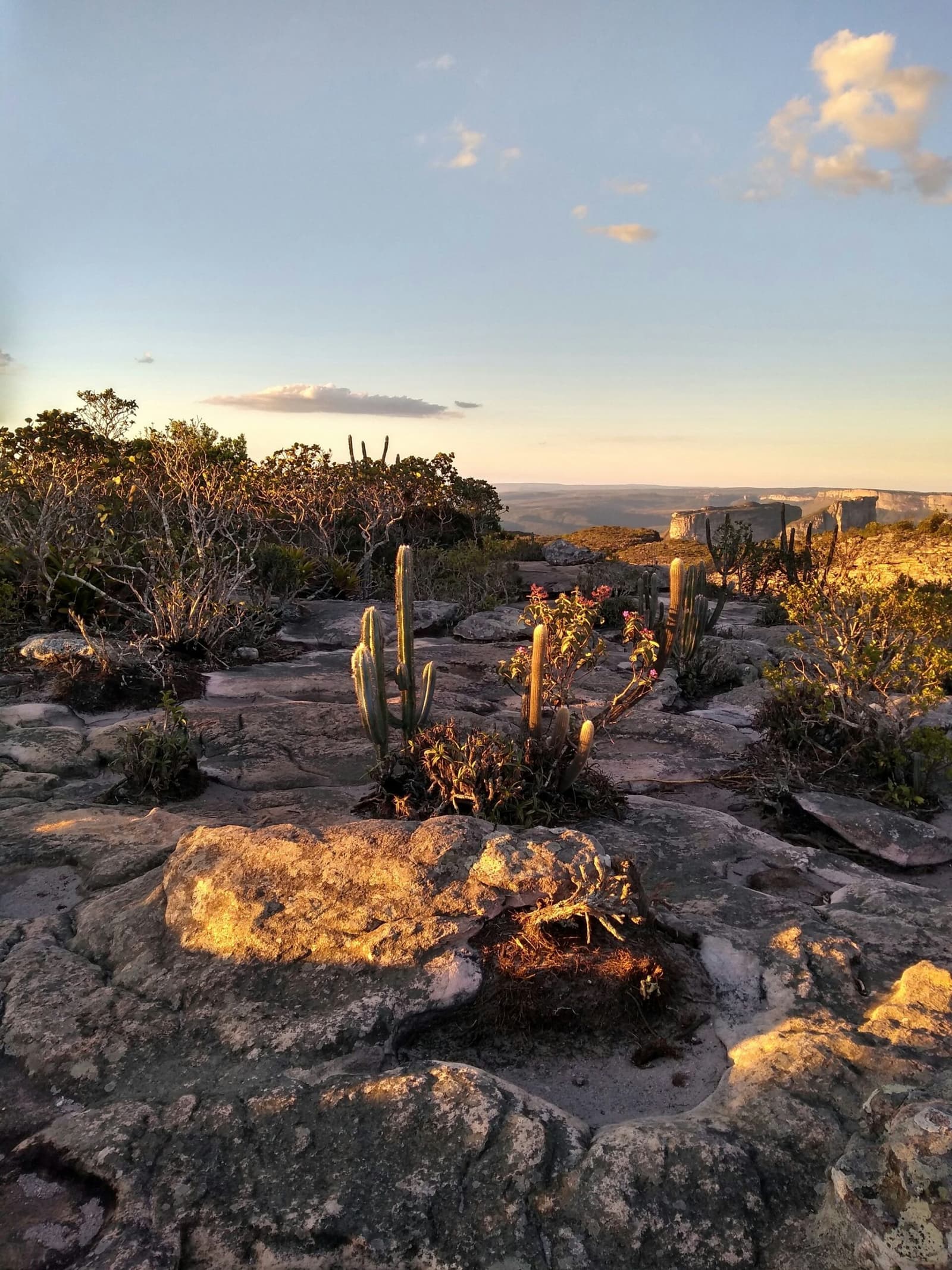 That last hour of light, when the rocks turn to honey and the valley goes quiet. Golden hour light washing over a rocky plateau on the Chapada Diamantina Tour, with columnar cacti and small flowering plants growing from cracks in the stone, and flat-topped mesas receding into the hazy distance