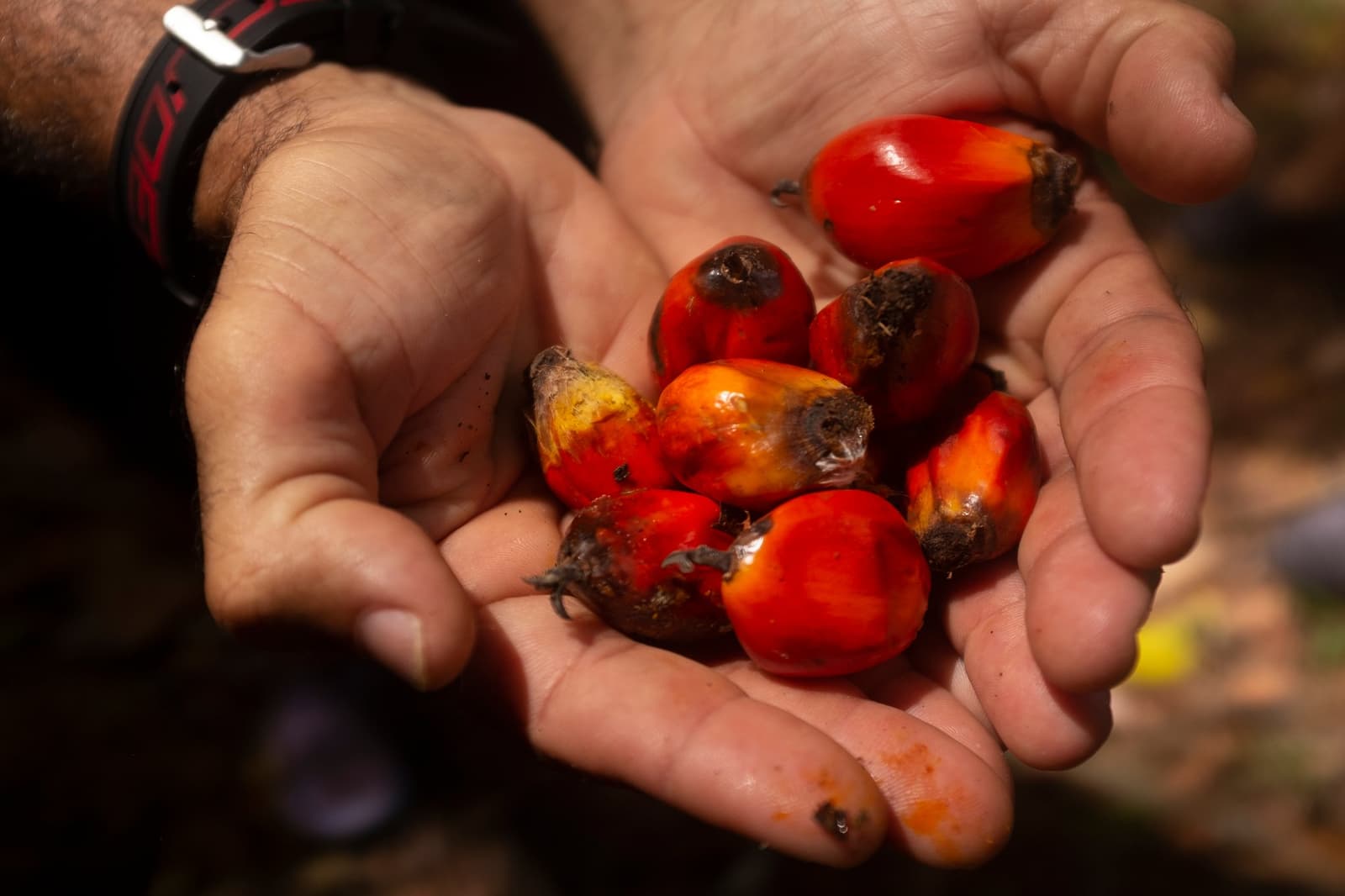 Picked seconds ago, still warm from the sun. A pair of cupped hands holding freshly harvested red and orange oil palm drupes on a cycling bahia cocoa route tour