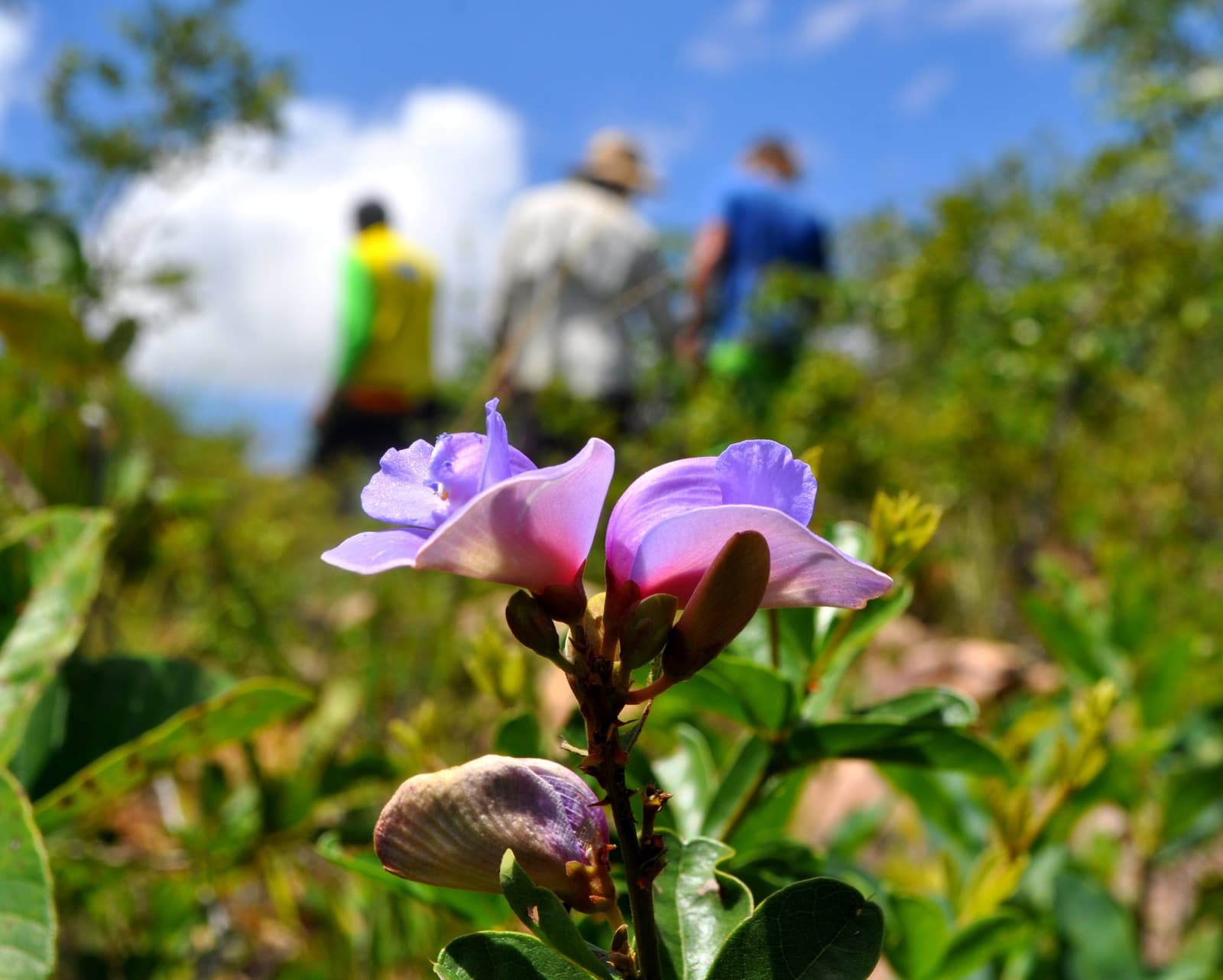 The cerrado puts its best bloom forward while the group carries on. Photo: Picasa Close-up of two purple wildflowers in cerrado scrubland during a Jalapão trekking day, with three hikers walking under a blue sky in the soft background