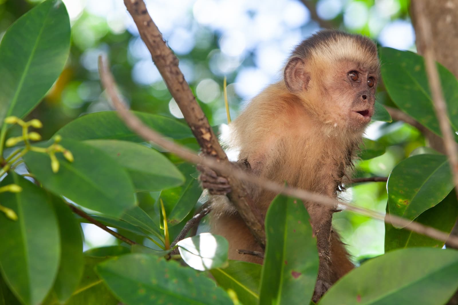 Caught mid-thought, and clearly not impressed by the interruption. A young capuchin monkey perched on a branch among dense green mangrove leaves, part of the Lençóis Maranhenses full itinerary wildlife experience at Vassouras