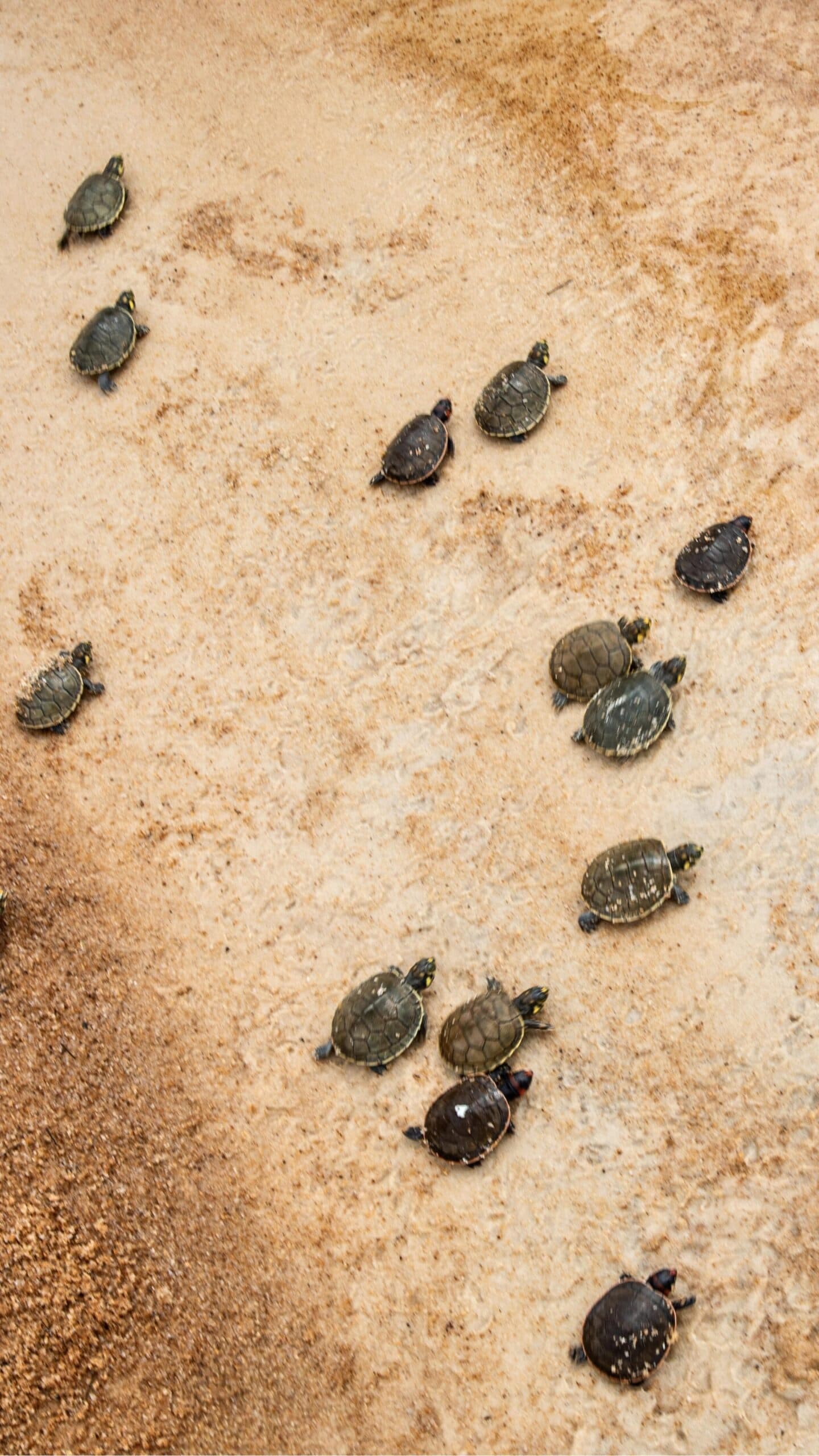 Every one of them has somewhere to be, and they are not slowing down. Dozens of tiny freshwater turtle hatchlings crawling across a pale sandy riverbank at Mirante do Gavião, seen from above