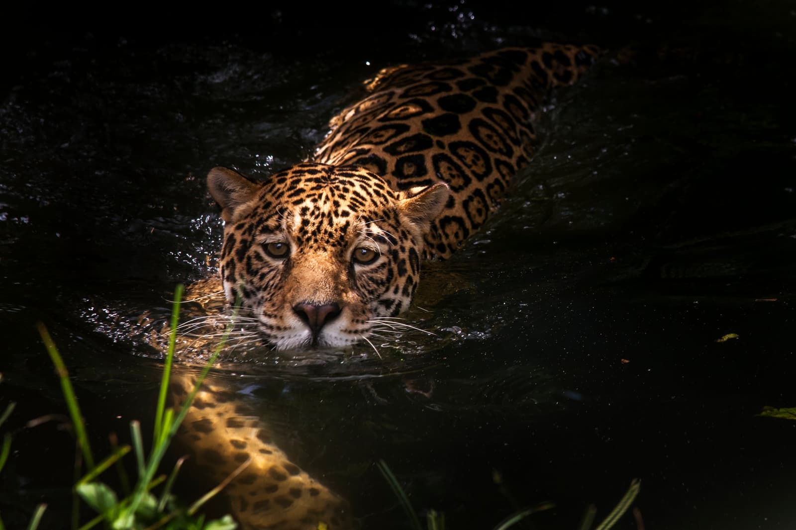 It swims like it owns the river. Because it does. A jaguar swimming directly toward the camera on a Pantanal Jaguar Photography Tour, its spotted coat half-submerged in dark water, eyes locked forward with intense focus