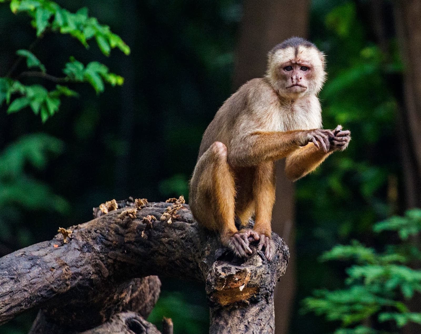 Curious, unimpressed, and clearly in charge of this stretch of forest. Photo: Daniel Forster A white-faced capuchin monkey perched on a weathered log stump in dense rainforest, holding food in its hands and gazing directly at the camera during a tucano amazon river cruise wildlife excursion