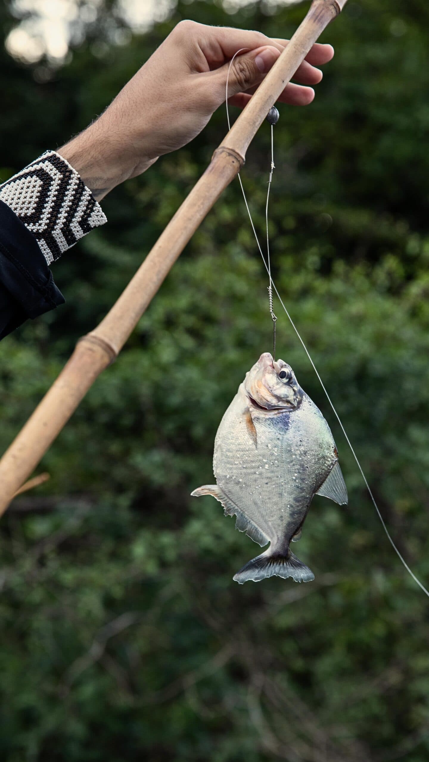 Small fish, sharp teeth, big bragging rights. A hand wearing a beaded bracelet holds a bamboo fishing rod with a piranha caught on the line during an amazon river cruise in Brazil, dense green forest visible in the background.