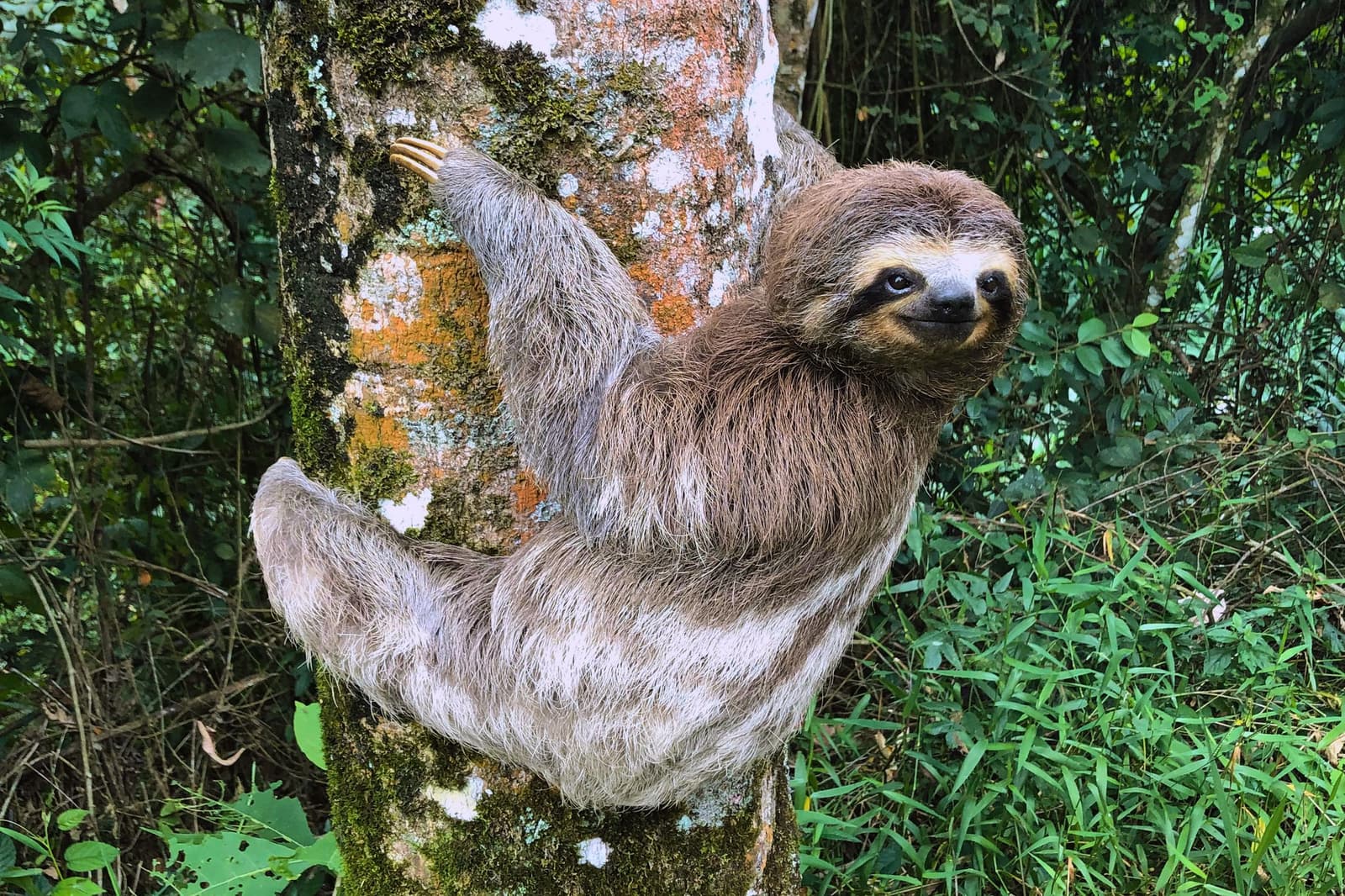 Completely unbothered, absolutely on schedule, sloths run on their own clock. A three-toed sloth clinging to a moss-and-lichen-covered tree trunk and looking directly at the camera during an amazon river cruise in Brazil, with lush green forest in the background.