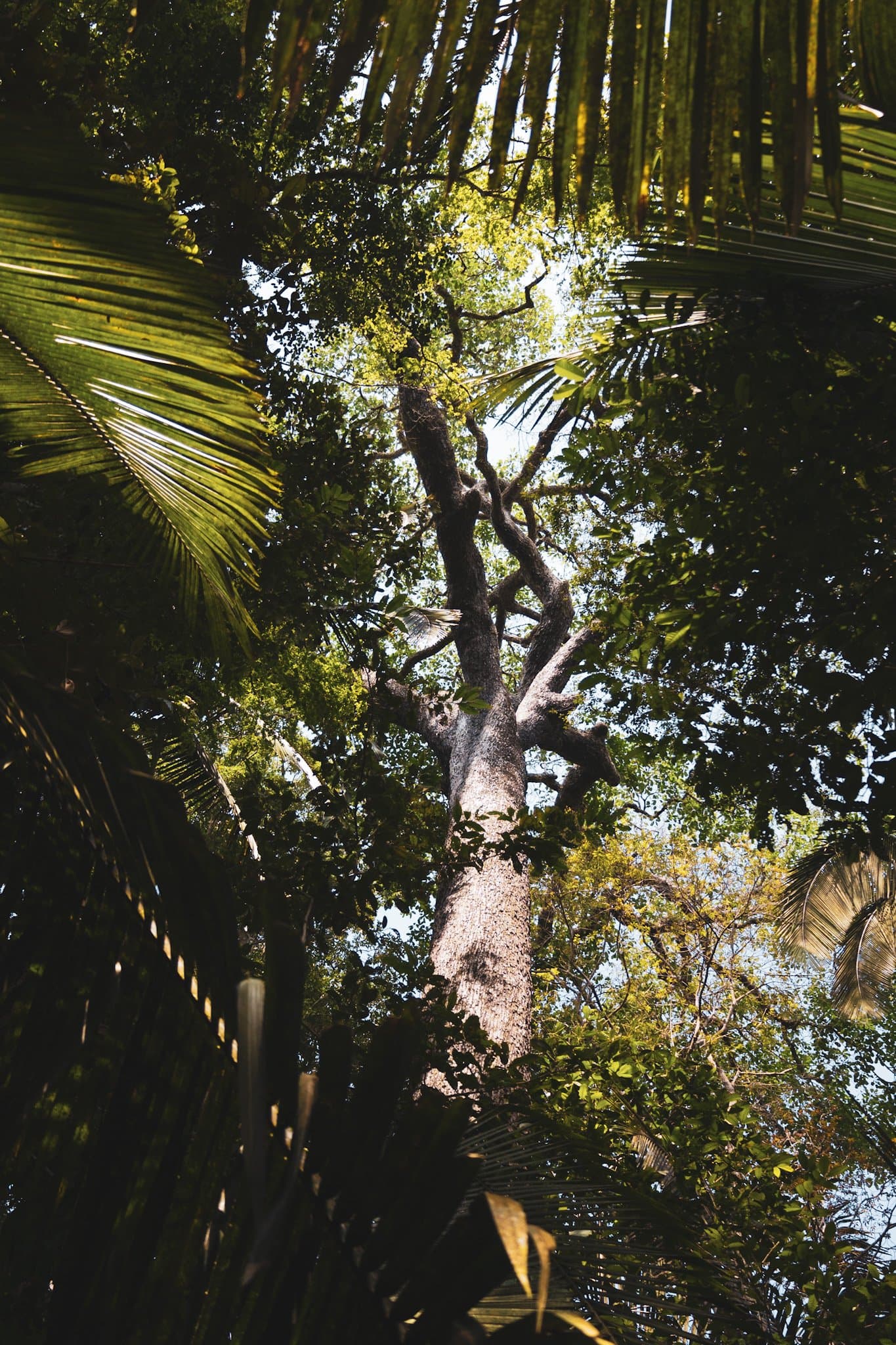 Some trees here have been reaching for the sky longer than most countries have existed. Upward view through dense amazon turtle lodge rainforest canopy, with a tall gnarled tree trunk rising through layered palm fronds and broad-leafed vegetation toward a pale sky
